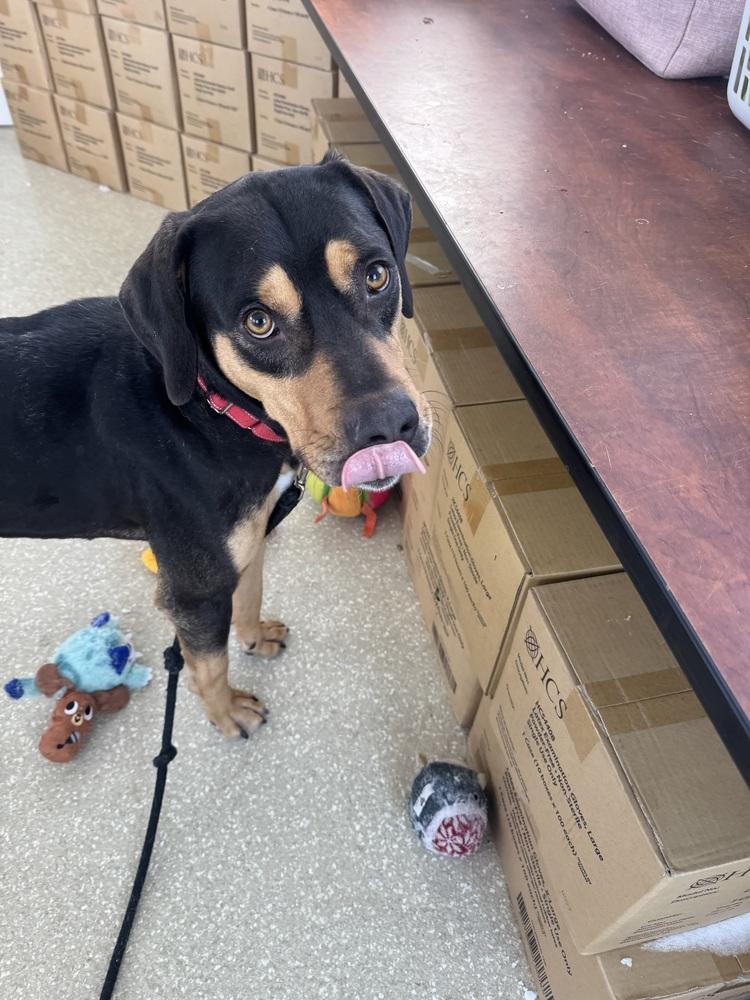 Enlarge Brisket, a Adoptable mixed breed in Kalamazoo, MI image 2/4