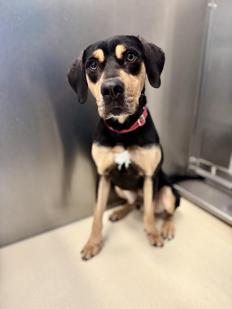 Brisket, Adoptable, Adult Male Coonhound.