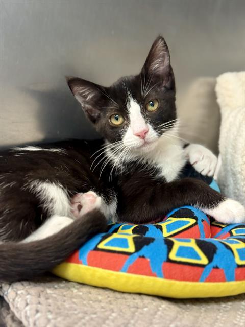 BLACK CUERVO, Adoptable, Kitten Female Domestic Short Hair.
