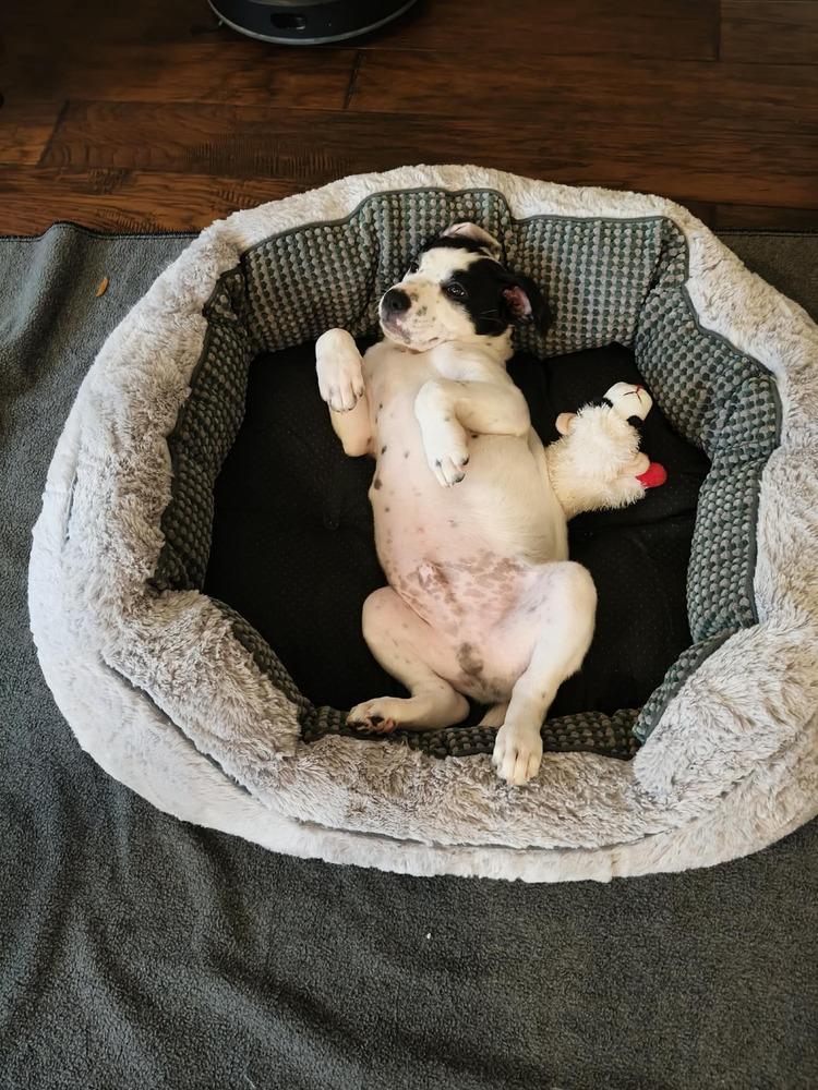 Jin, a Adoptable mixed breed in Saugus, MA image 1/4