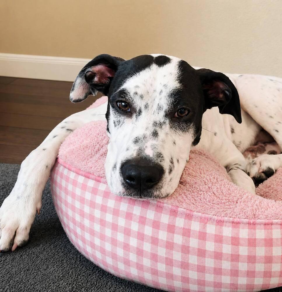 Jin, Adoptable, Puppy Male Terrier & Hound.