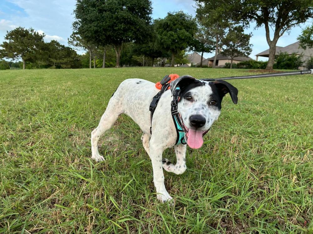 Enlarge Jin, a Adoptable mixed breed in Saugus, MA image 3/6
