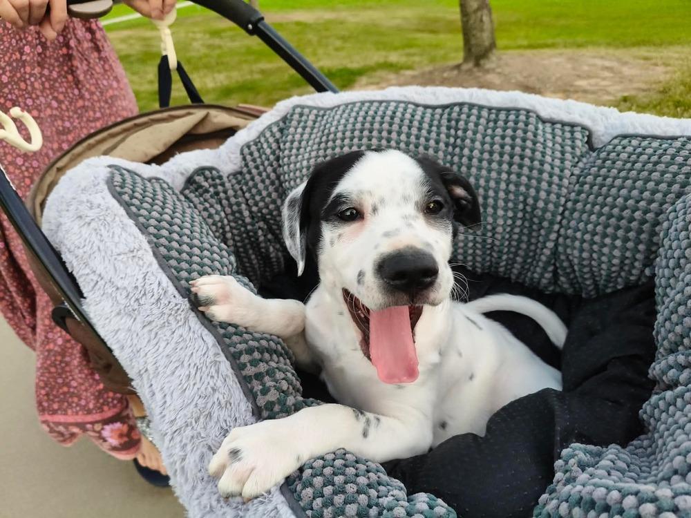 Jin, a Adoptable mixed breed in Saugus, MA image 2/4