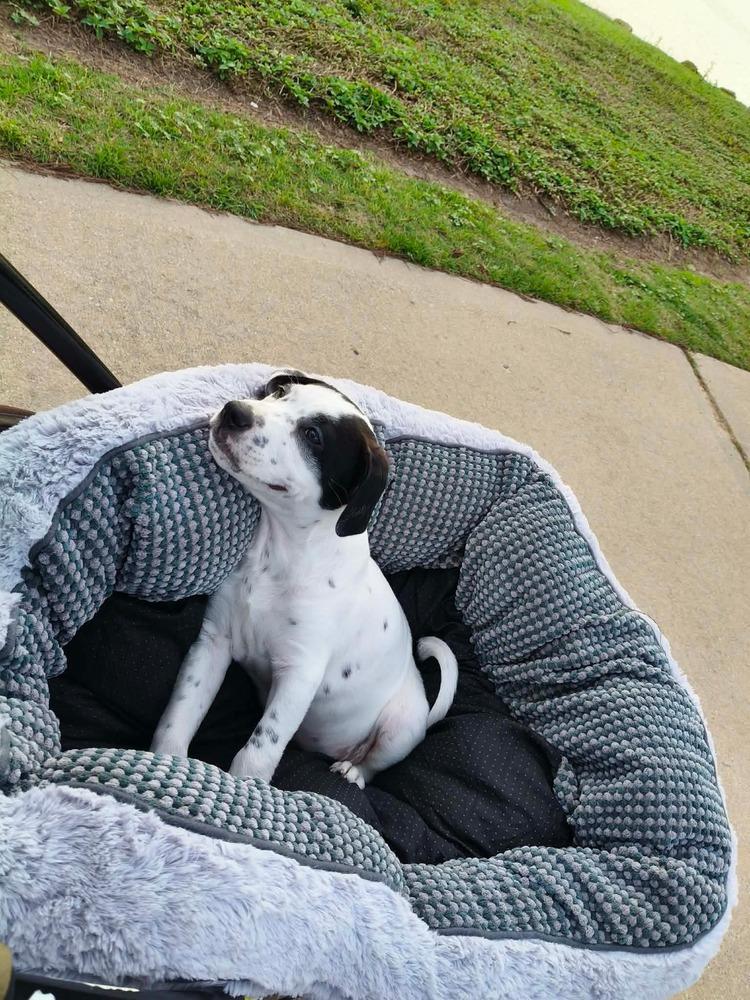 Jin, a Adoptable mixed breed in Saugus, MA image 4/4