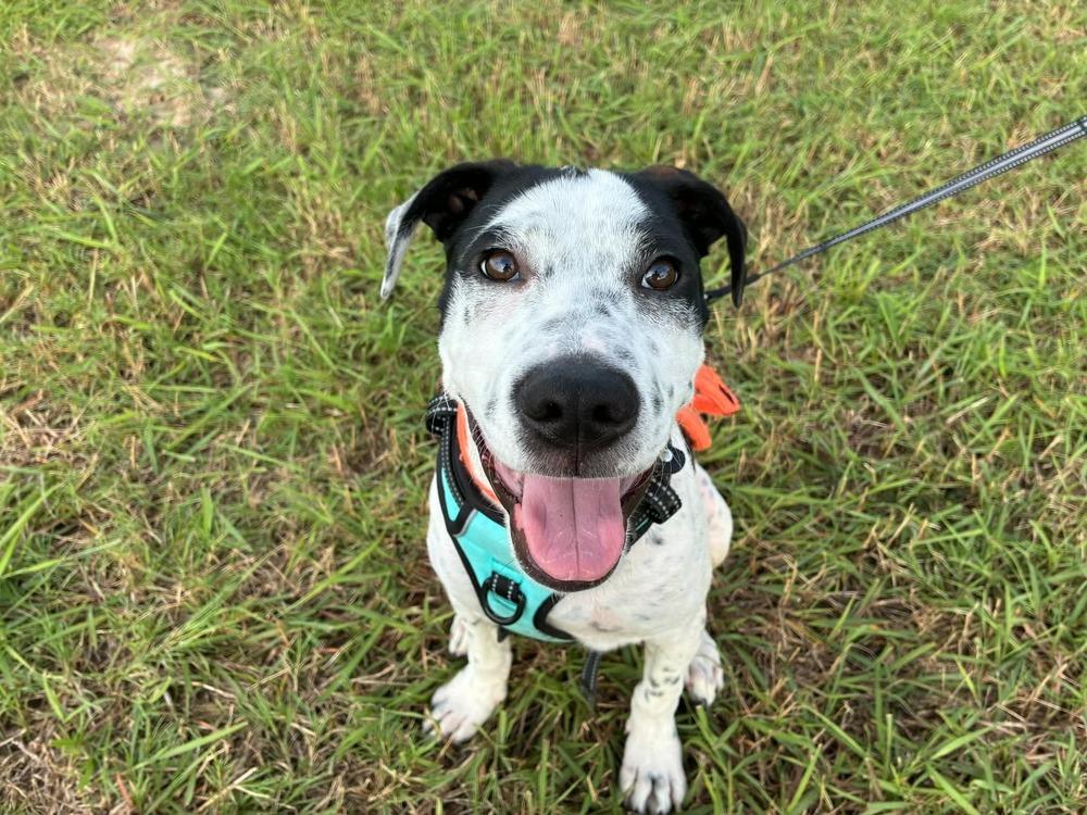 Enlarge Jin, a Adoptable mixed breed in Saugus, MA image 6/6