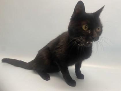 Enlarge Marnie, a Adoptable mixed breed in Golden Valley, MN image 1/1
