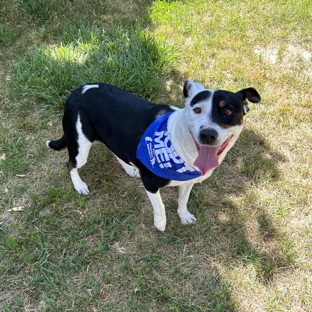 Chunky Monkey, a Adoptable mixed breed in Logan, UT image 1/2
