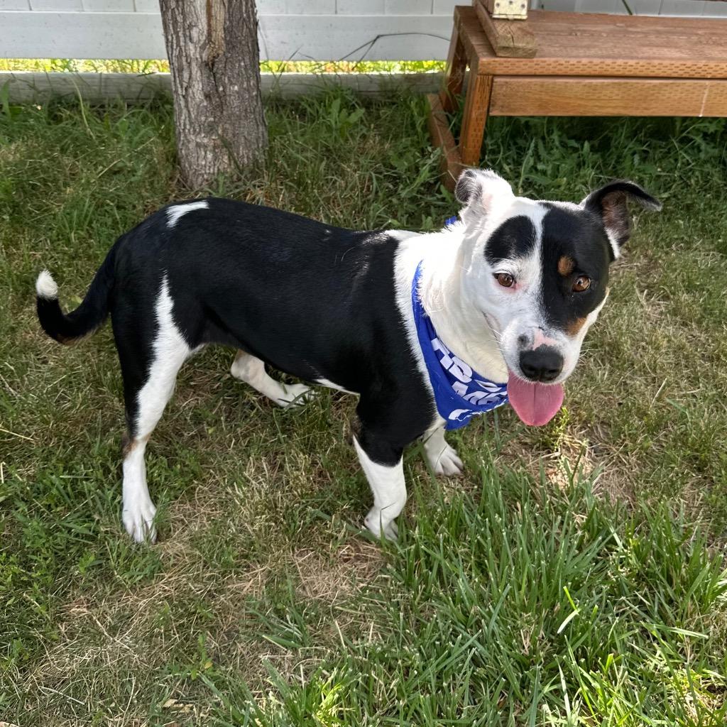 Chunky Monkey, a Adoptable mixed breed in Logan, UT image 2/2