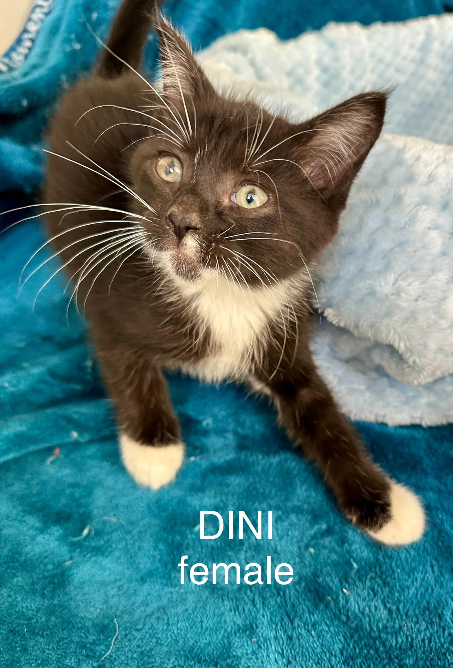 Dini
