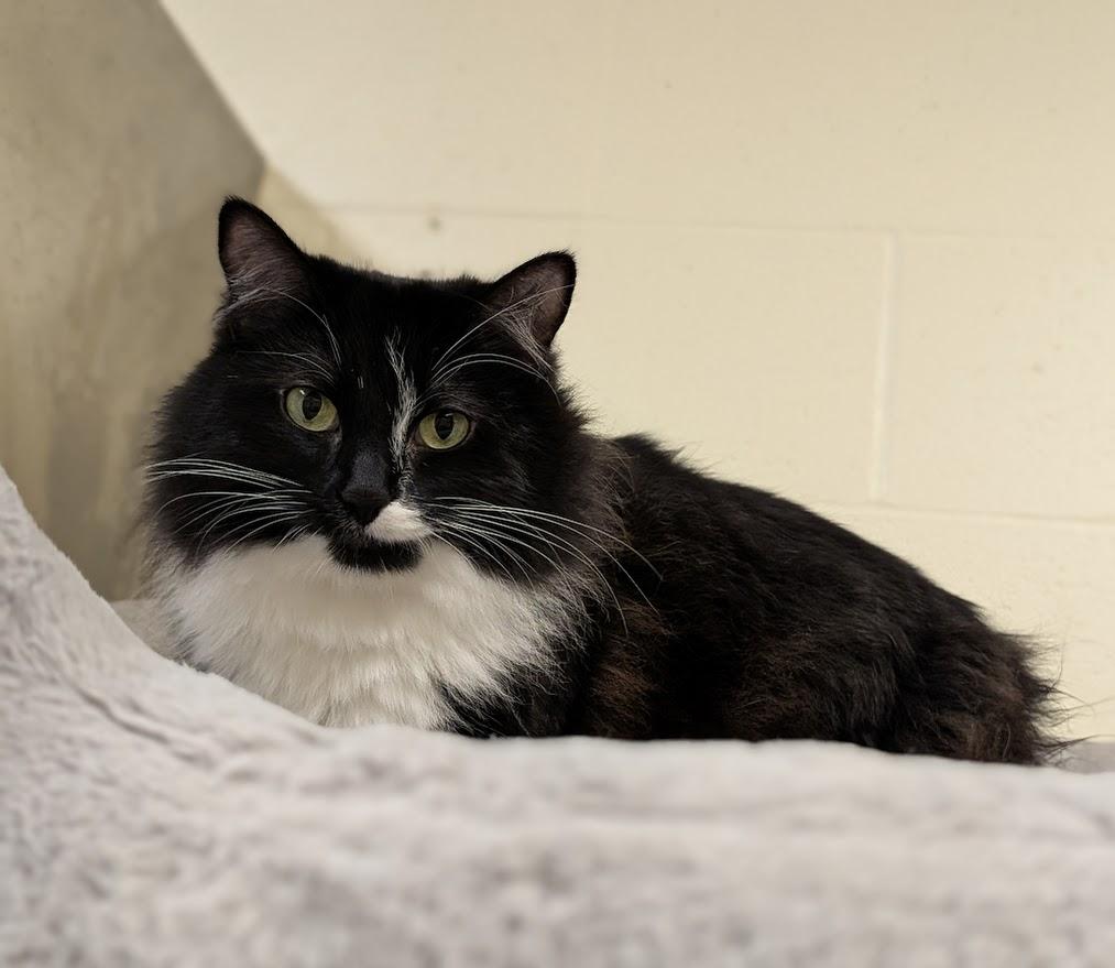 Enlarge Lisa, a Adoptable Domestic Medium Hair in Coquitlam, BC image 1/1