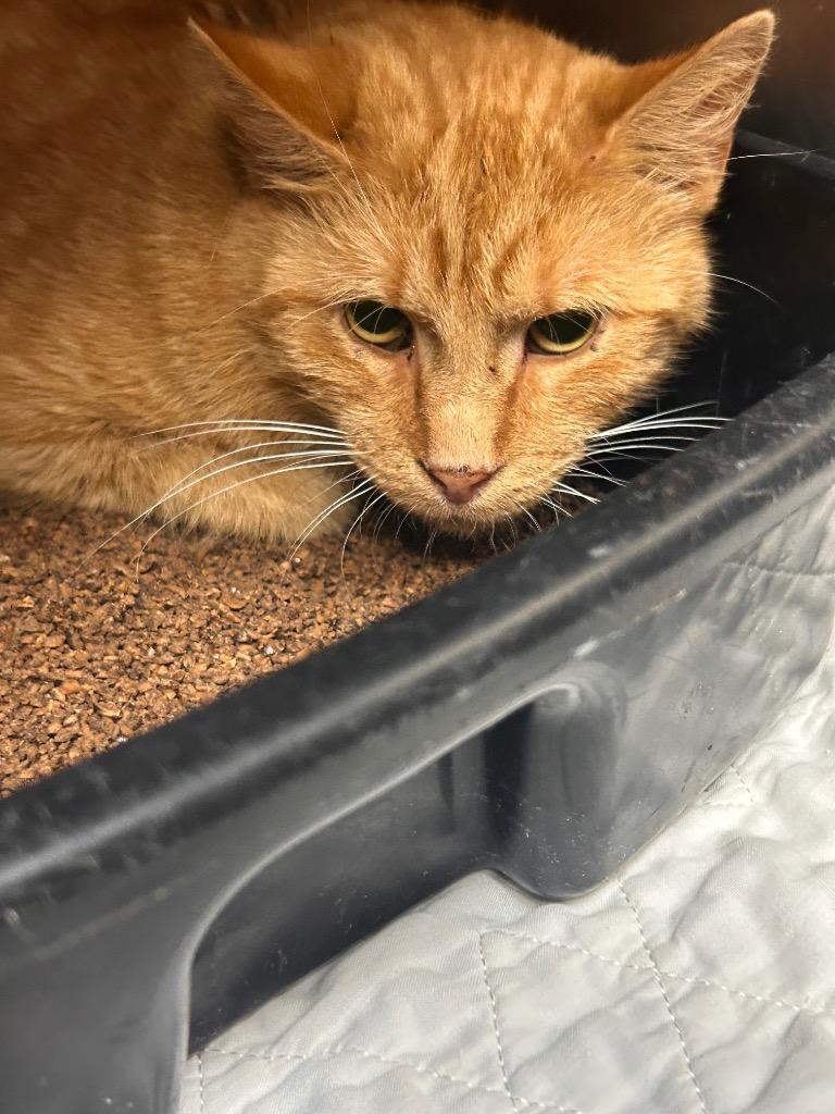 Goldie, Adoptable, Young Male Domestic Short Hair.