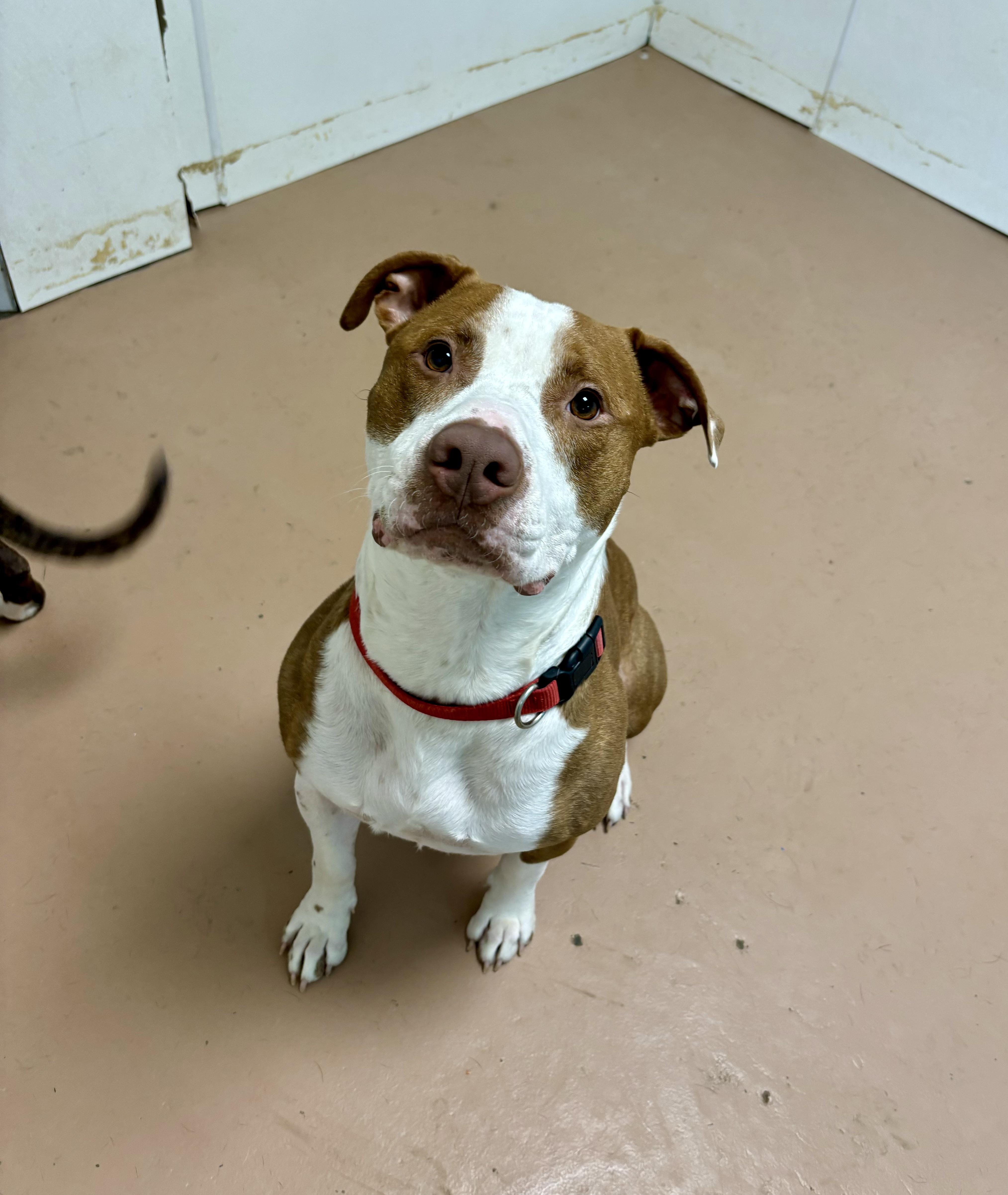 Kirk, an adoptable American Staffordshire Terrier in Jamestown, ND, 58402 | Photo Image 3