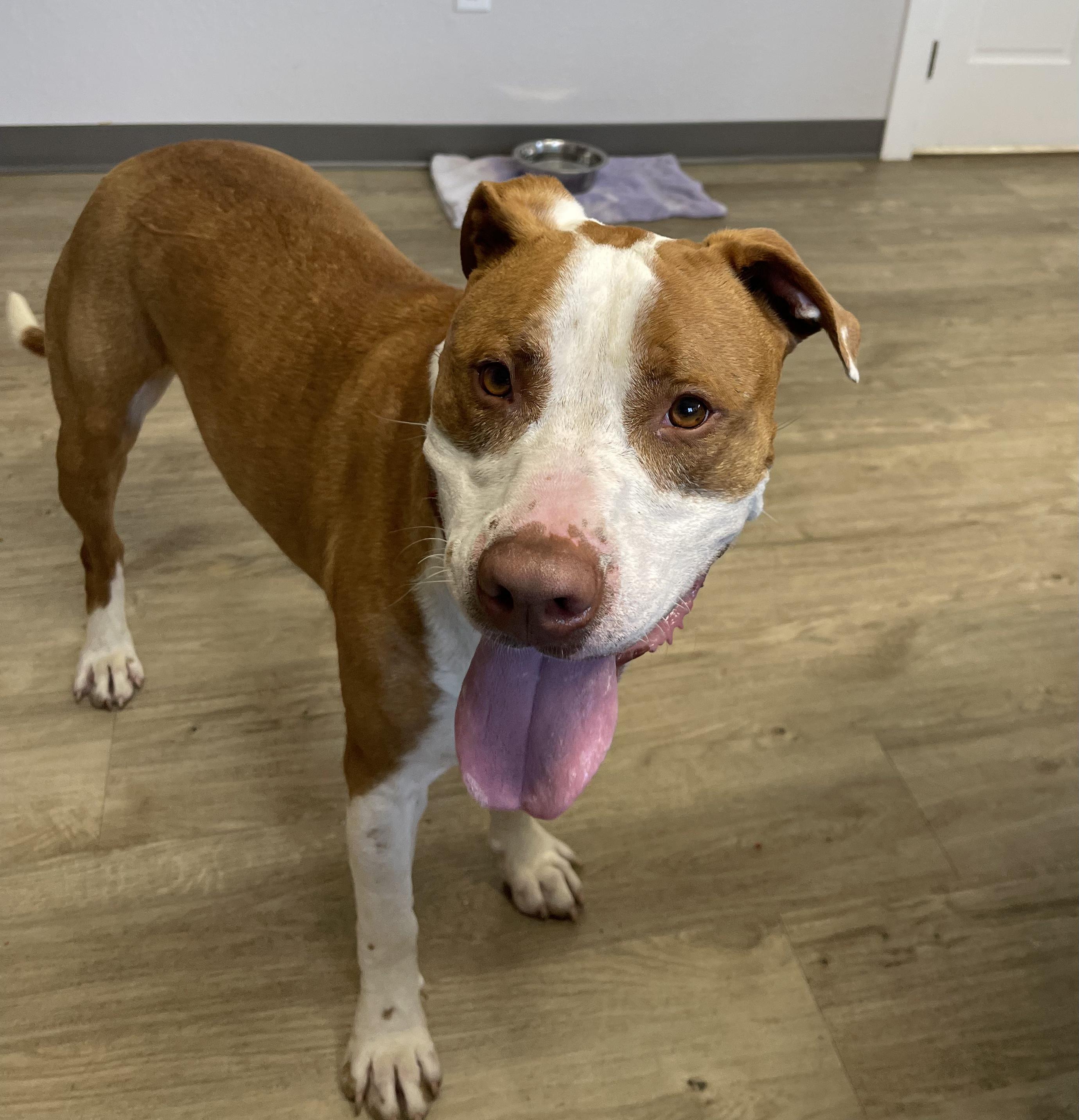 Kirk, Adoptable, Adult Male American Staffordshire Terrier.