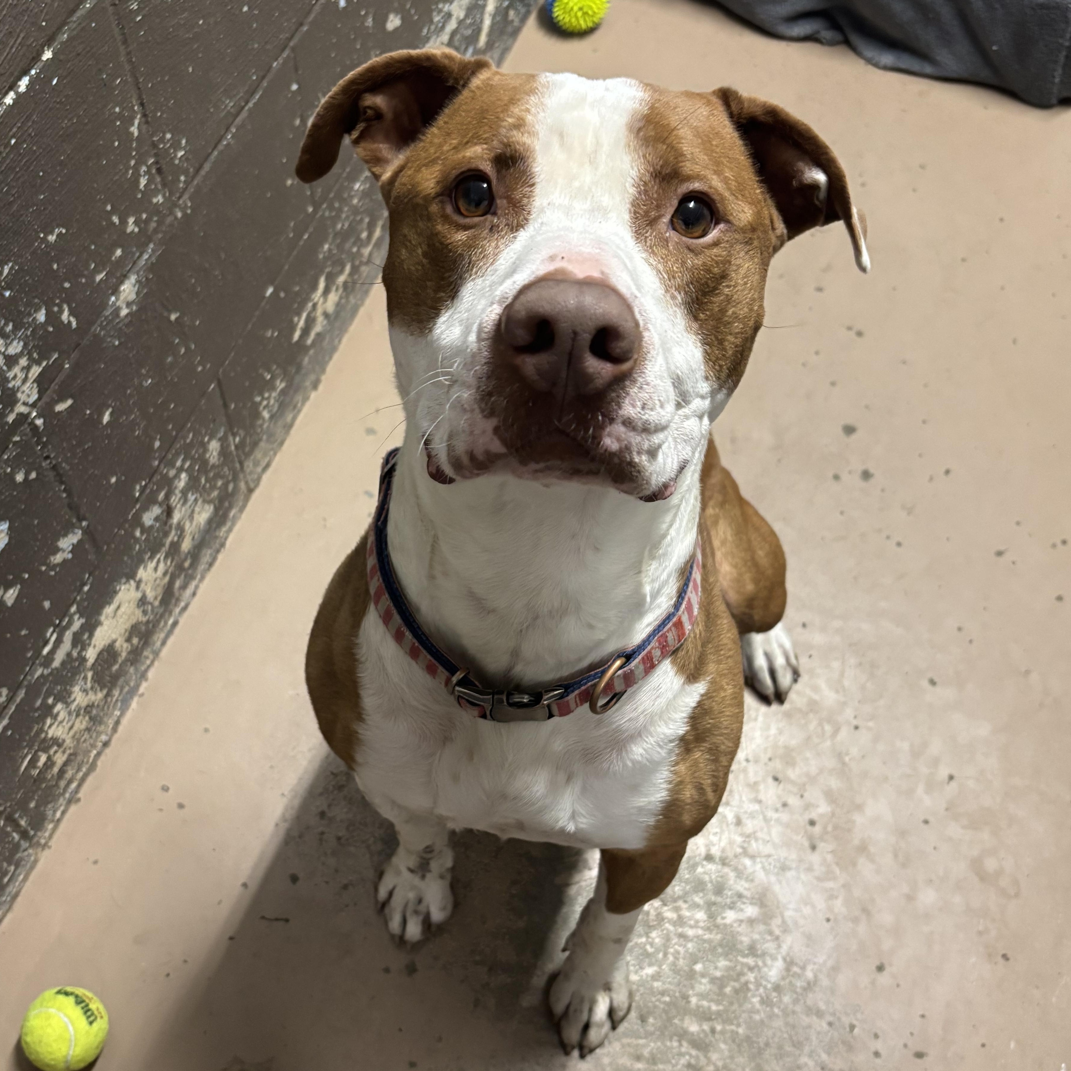 Enlarge Kirk, a Adoptable mixed breed in Jamestown, ND image 1/6