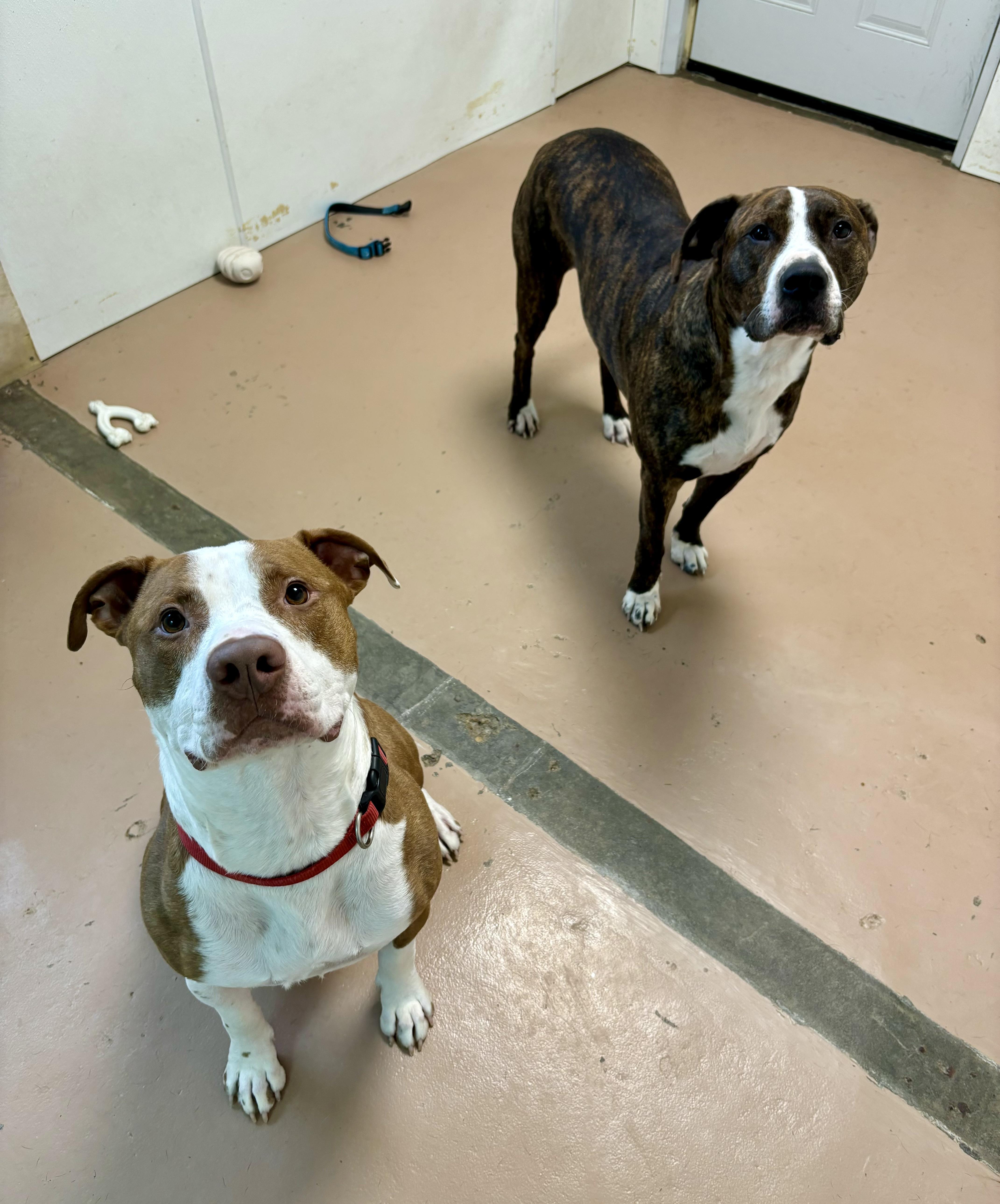 Kirk, an adoptable American Staffordshire Terrier in Jamestown, ND, 58402 | Photo Image 4