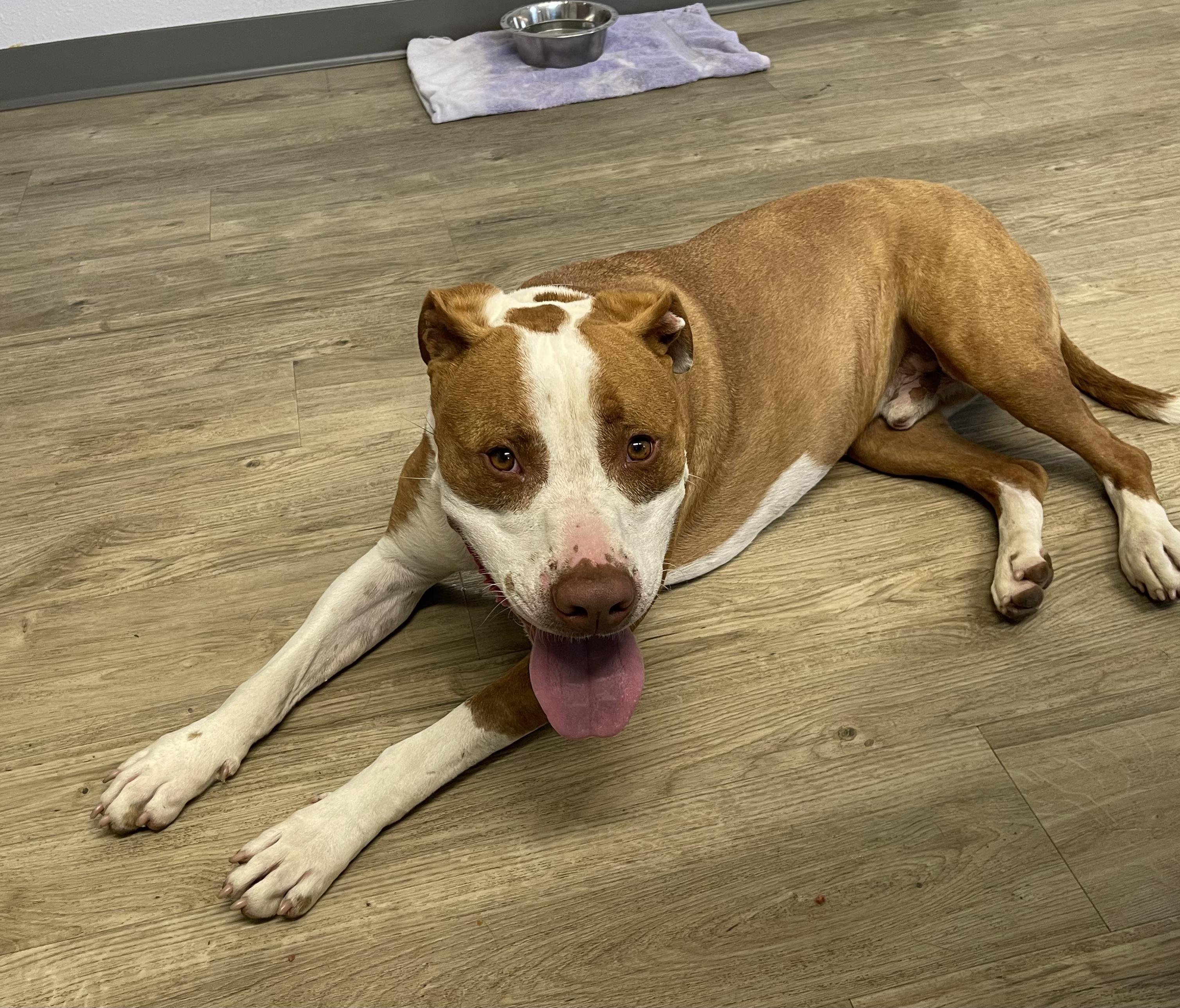 Kirk, an adoptable American Staffordshire Terrier in Jamestown, ND, 58402 | Photo Image 2