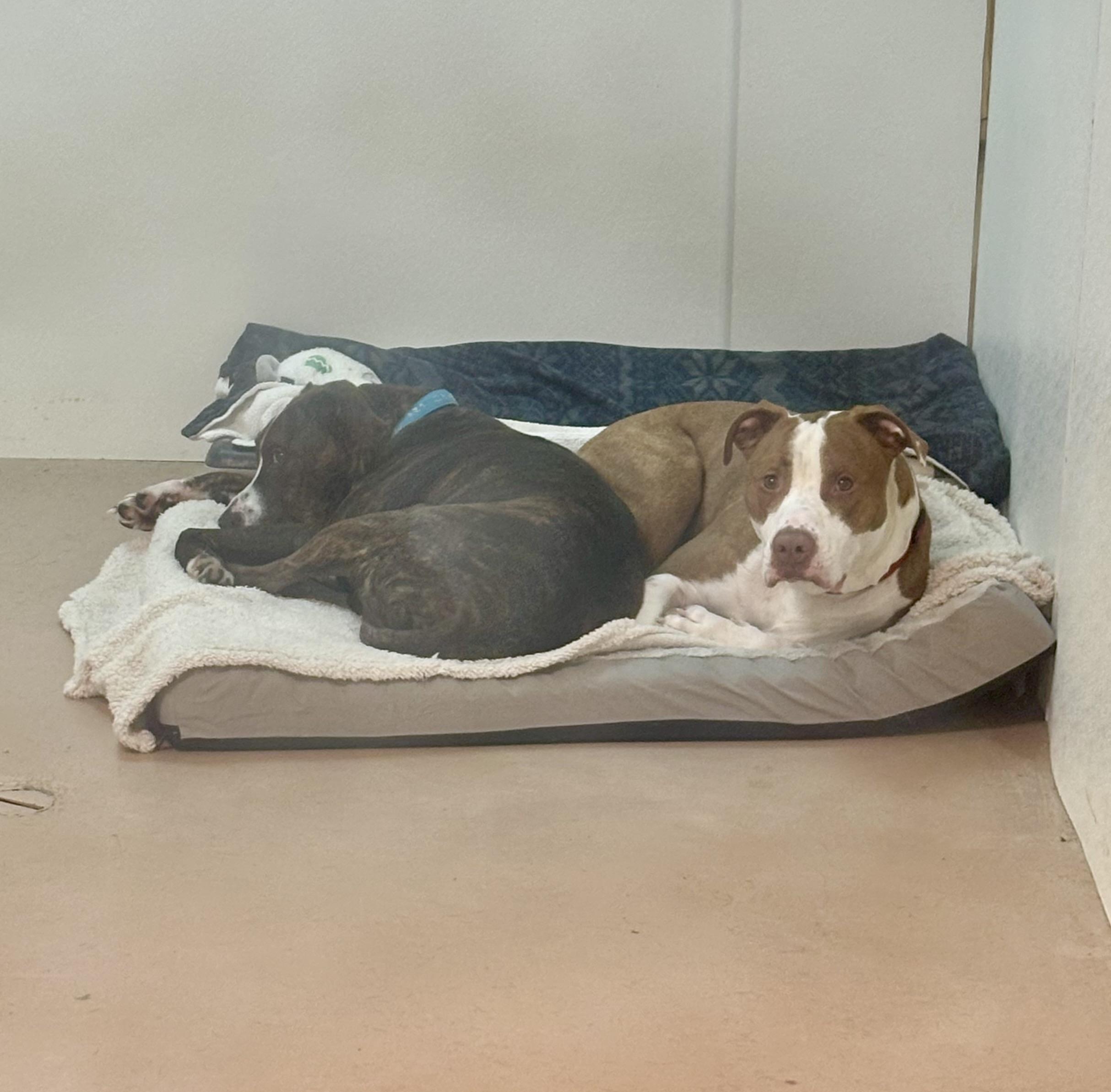 Kirk, an adoptable American Staffordshire Terrier in Jamestown, ND, 58402 | Photo Image 5