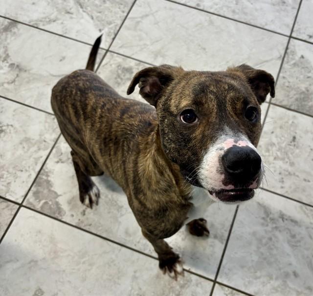 TINKER, Adoptable, Young Female Staffordshire Bull Terrier & Mixed Breed.