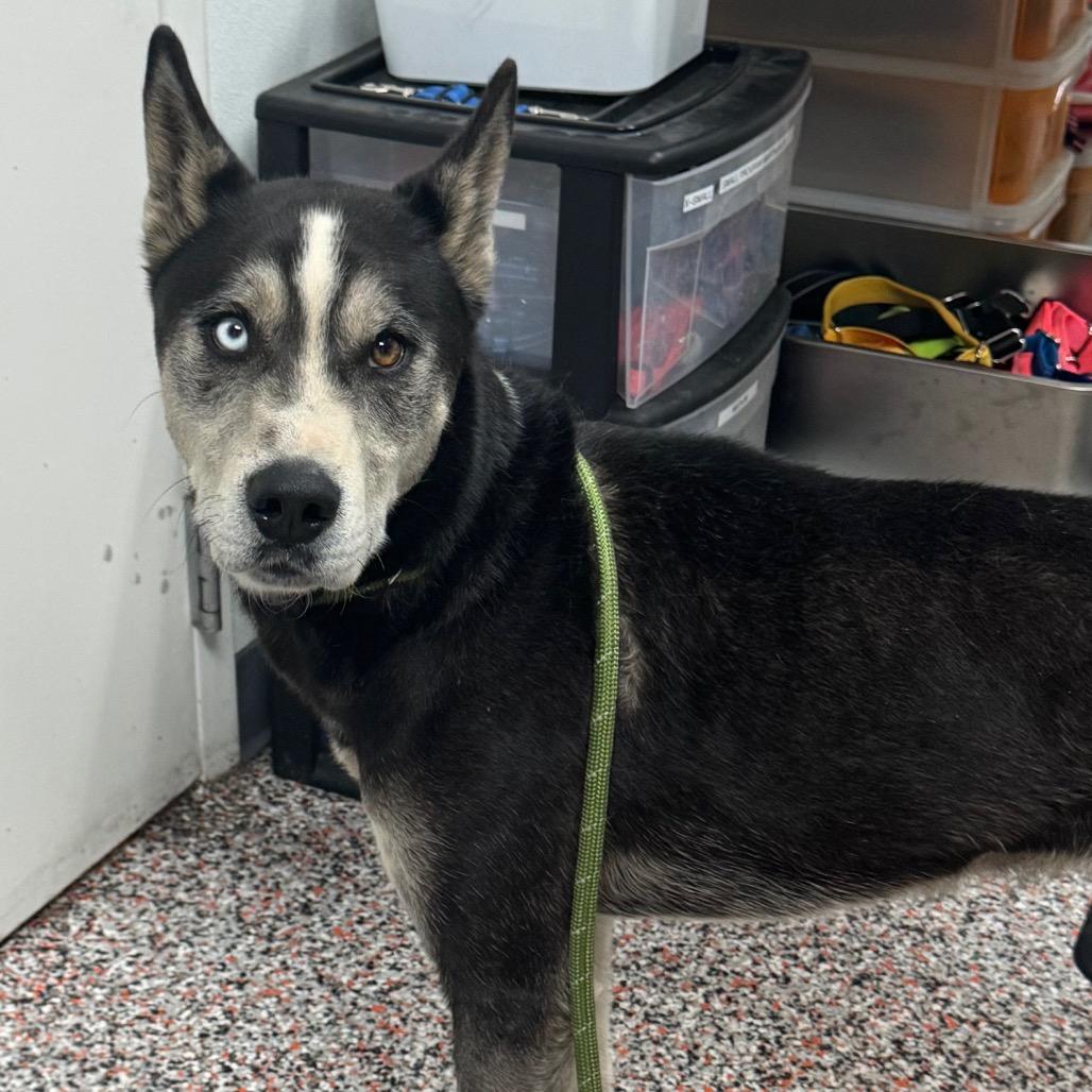 Wiley, Adoptable, Adult Male Mixed Breed & Husky.