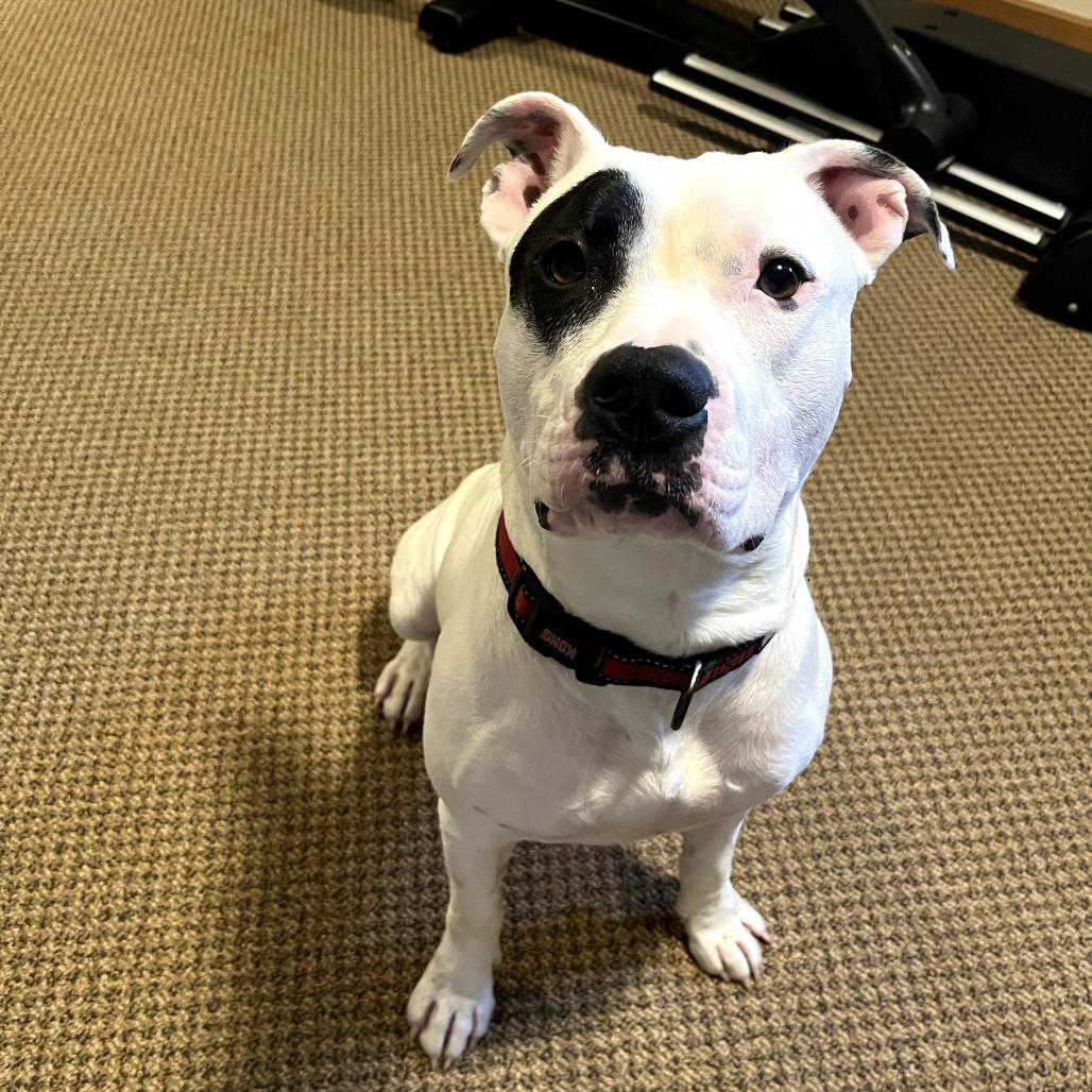 Domino, Adoptable, Young Male Terrier.