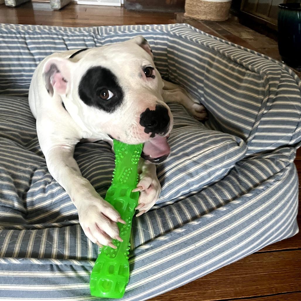 Domino, Adoptable, Young Male Terrier.