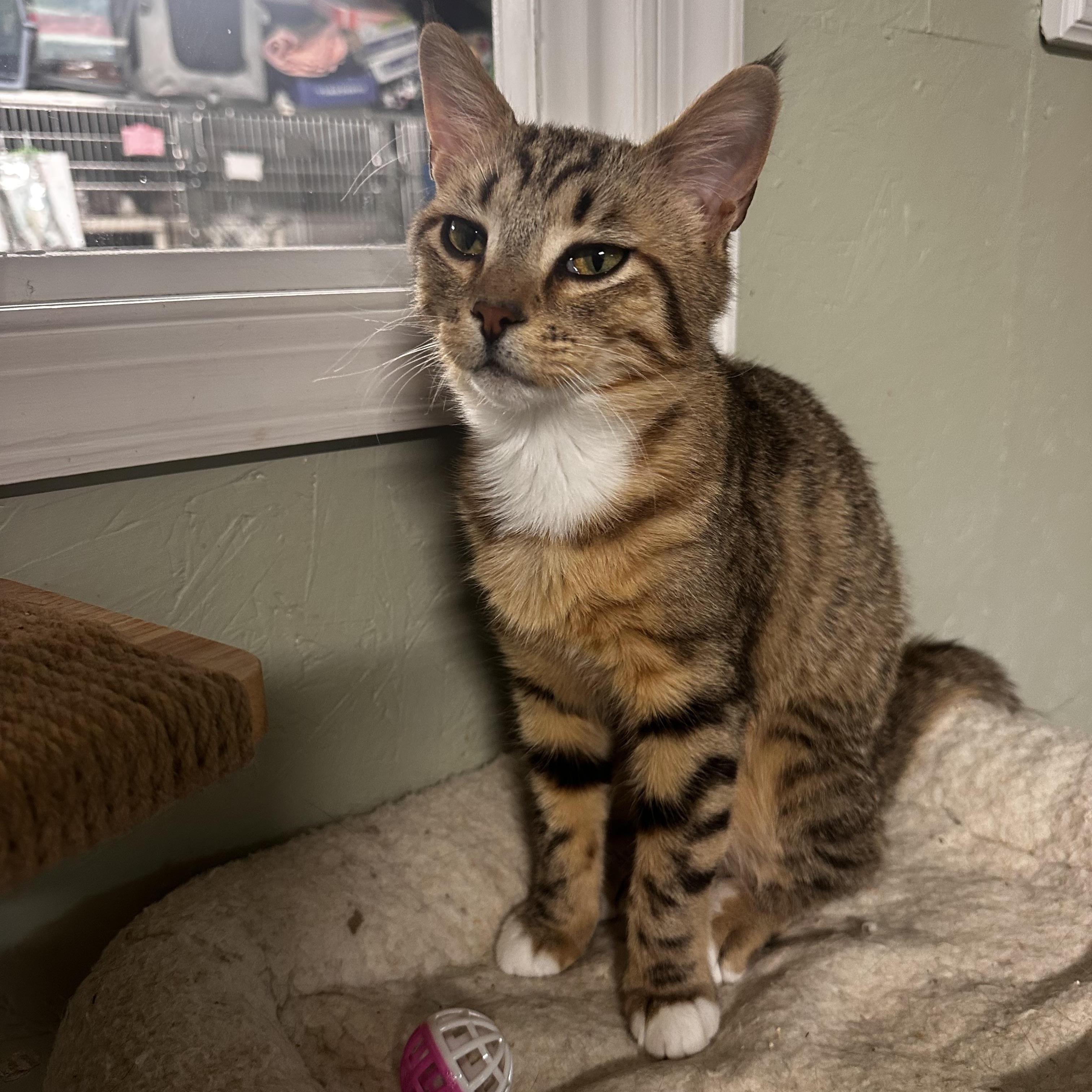 Enlarge Zen, a Adoptable Domestic Short Hair in North East, MD image 1/1