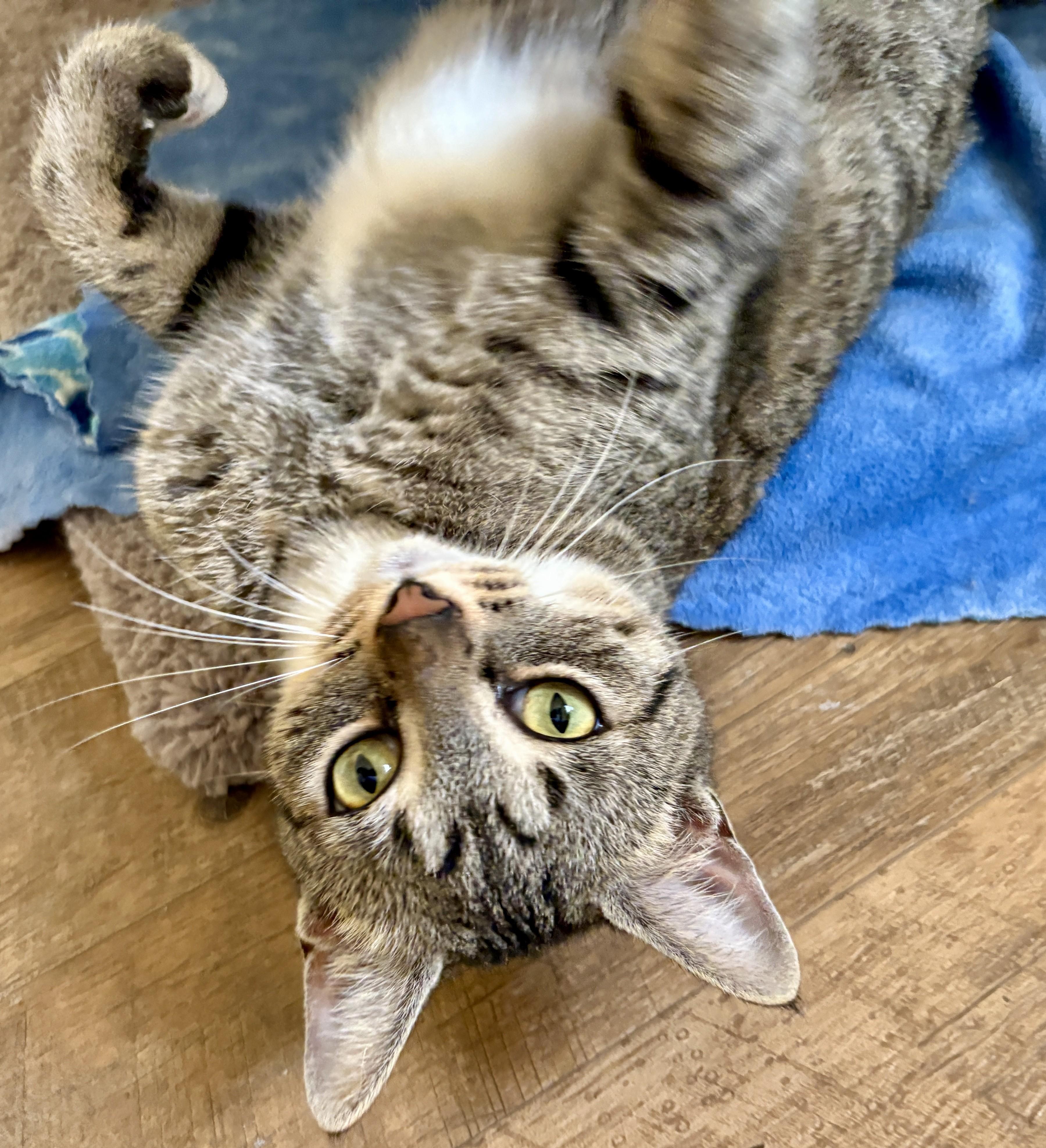 Enlarge MOMA, a Adoptable Tabby in Prescott, AZ image 2/5