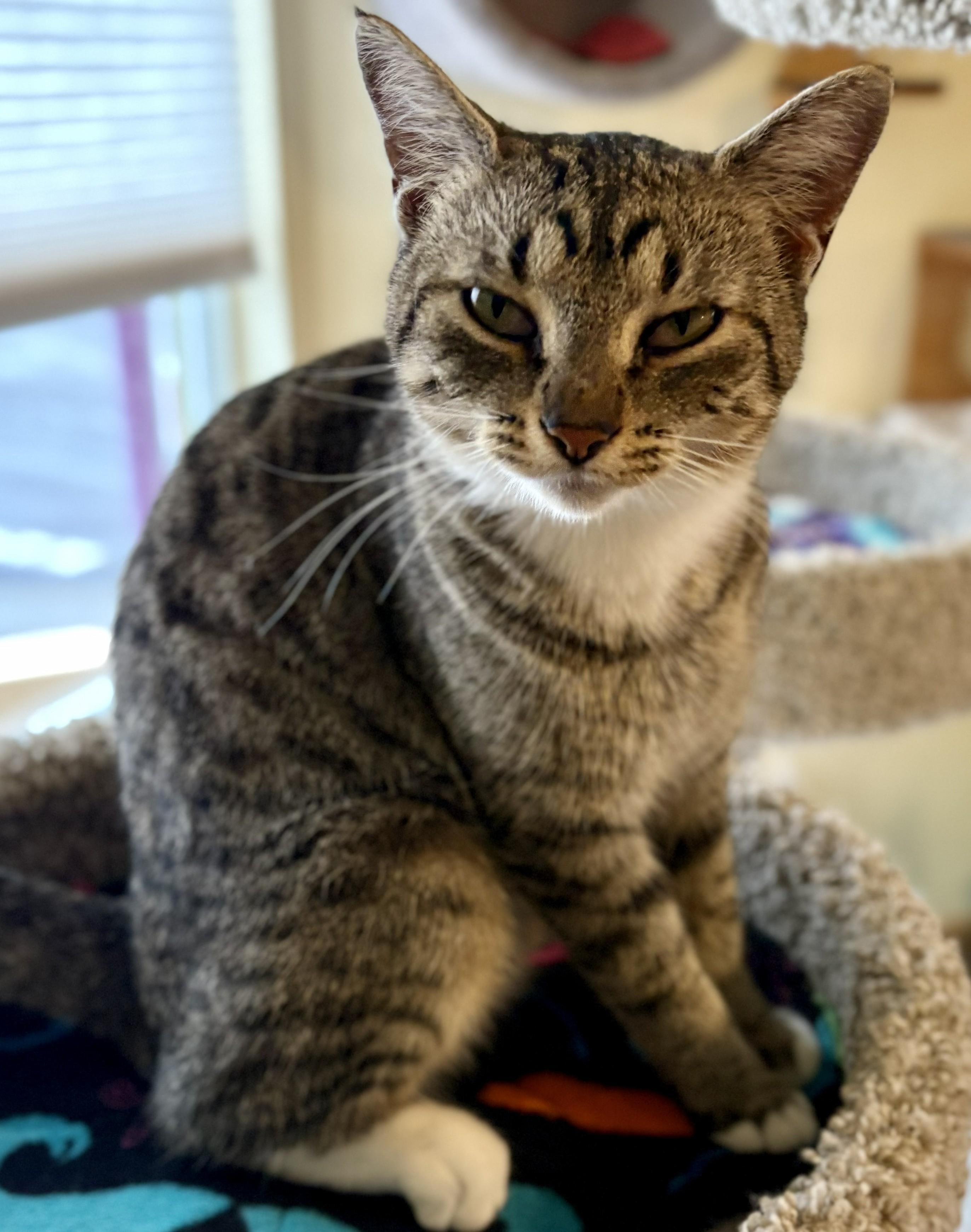 Enlarge MOMA, a Adoptable Tabby in Prescott, AZ image 3/5