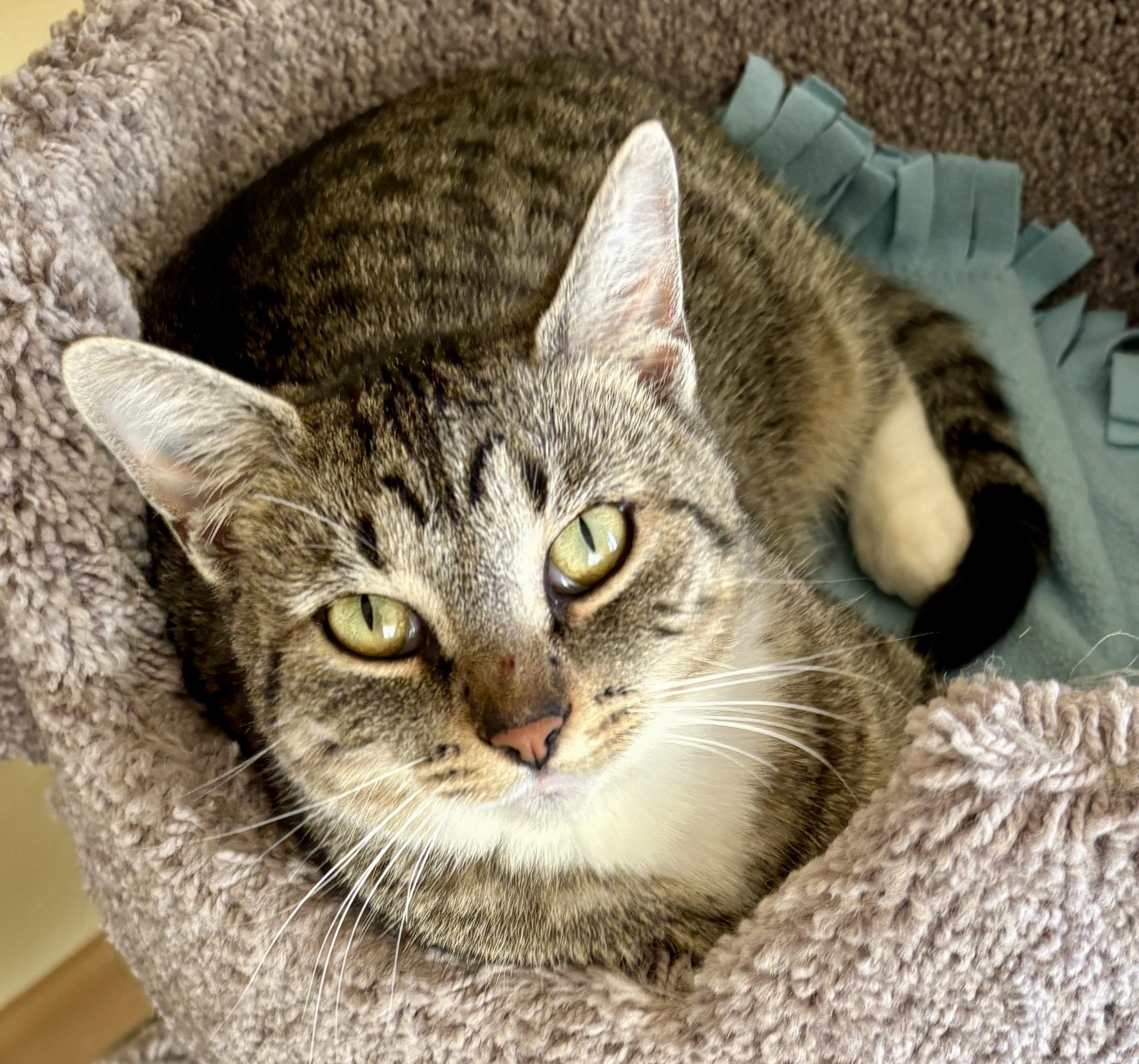 Enlarge MOMA, a Adoptable Tabby in Prescott, AZ image 4/5