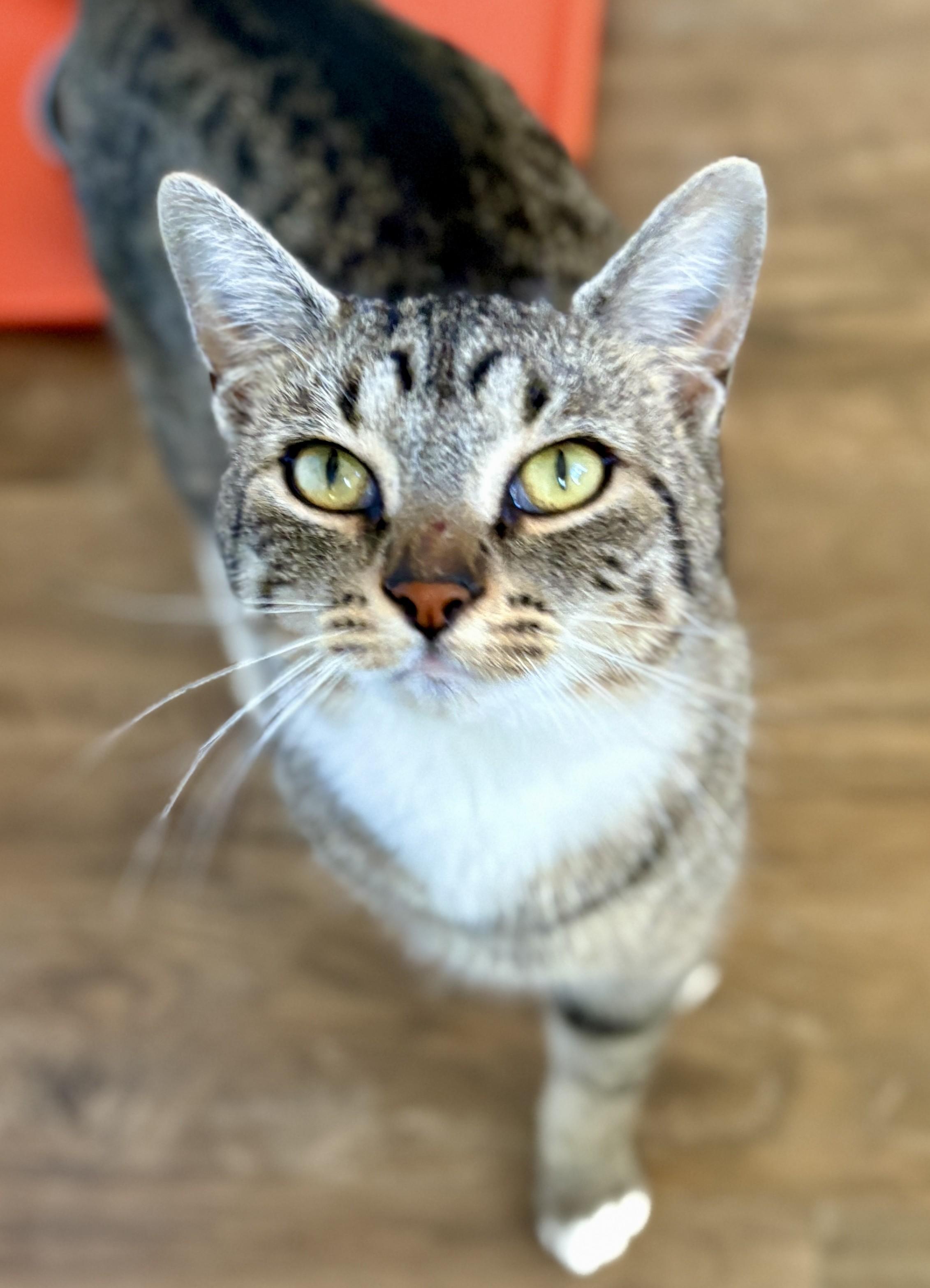 MOMA, Adoptable, Young Female Tabby.