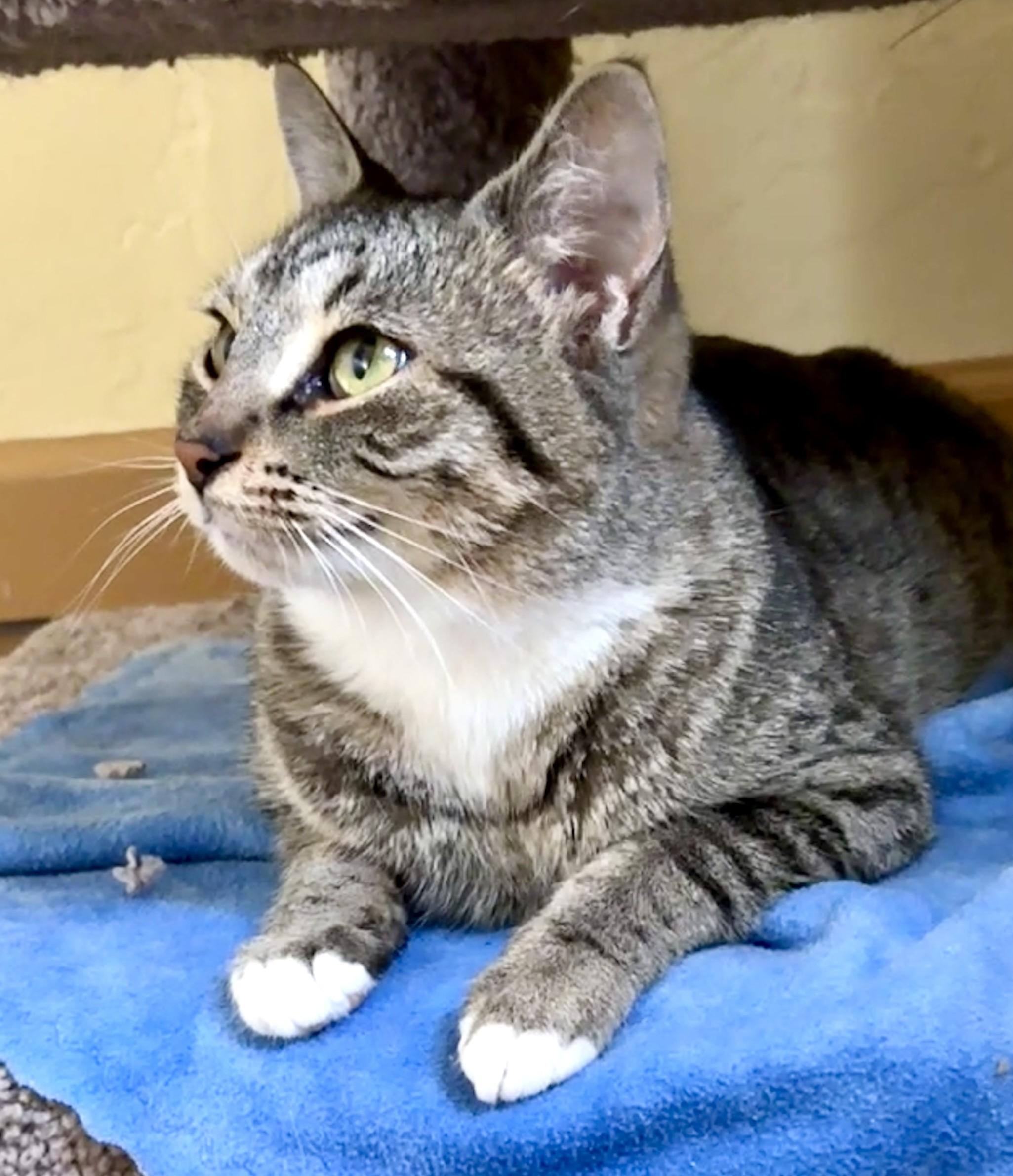 Enlarge MOMA, a Adoptable Tabby in Prescott, AZ image 5/5