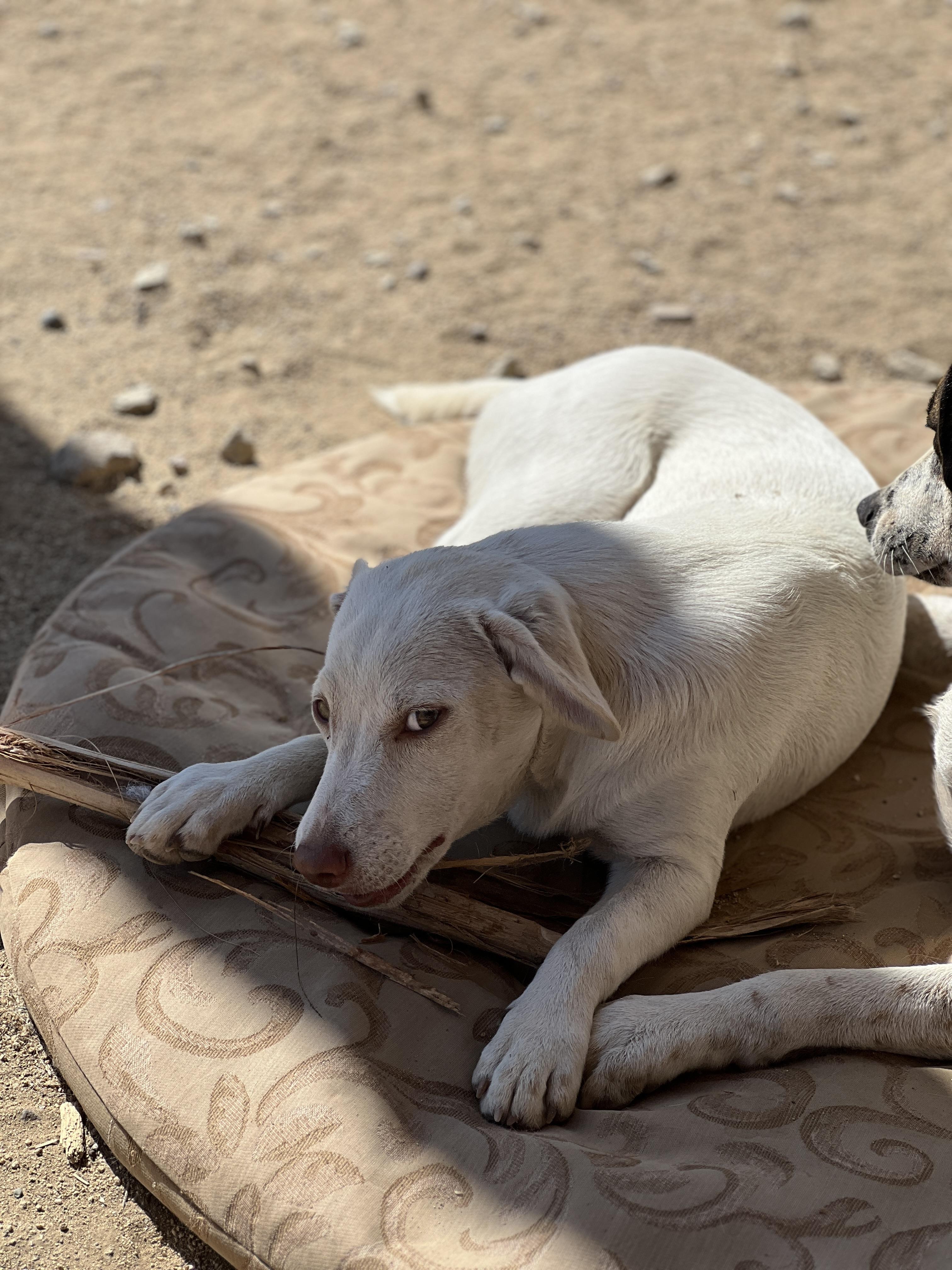 Haley, a Adoptable mixed breed in Carlsbad, CA image 1/5