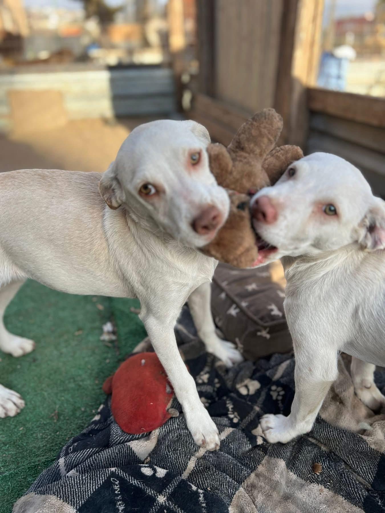 Haley, a Adoptable mixed breed in Carlsbad, CA image 5/5