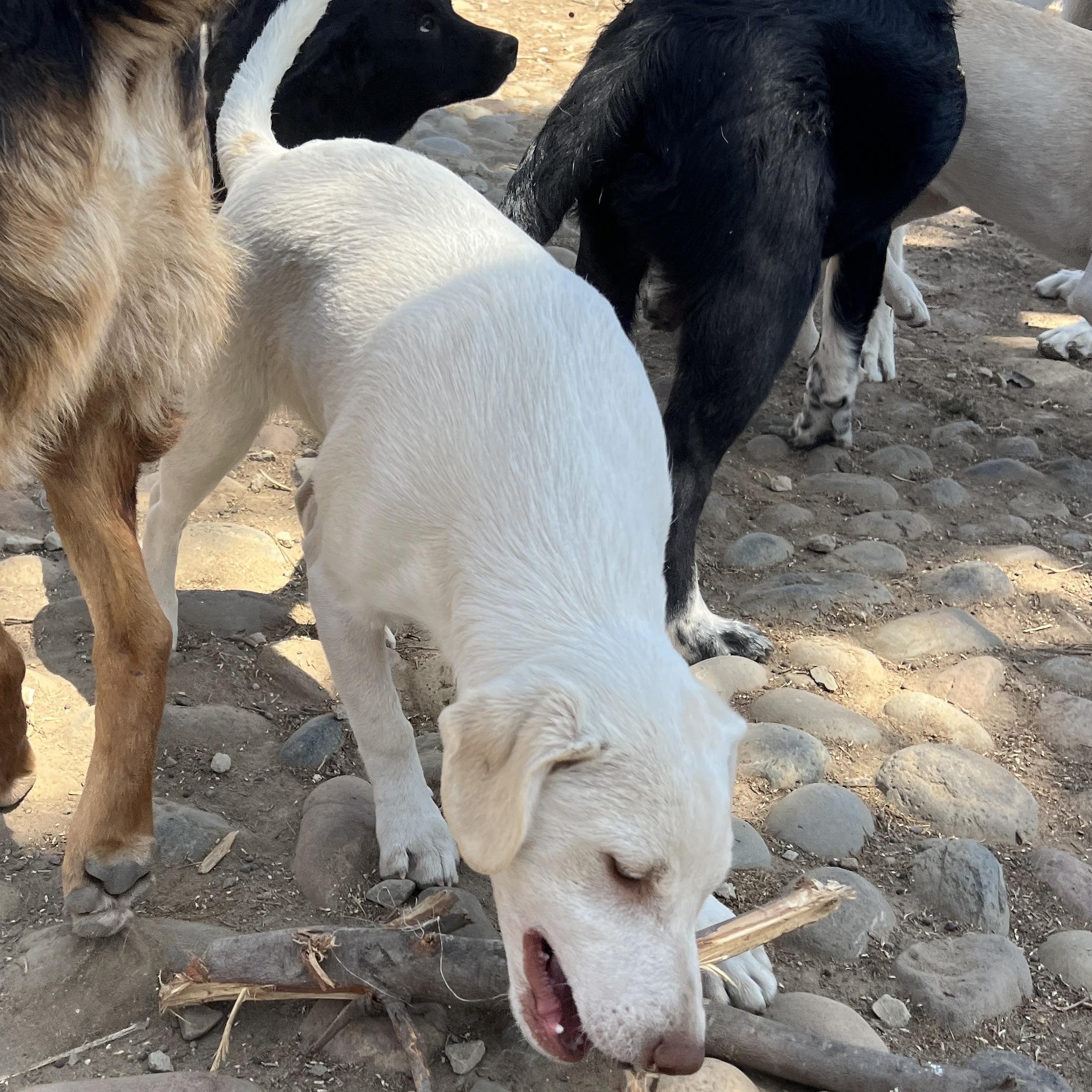 Haley, a Adoptable mixed breed in Carlsbad, CA image 4/5