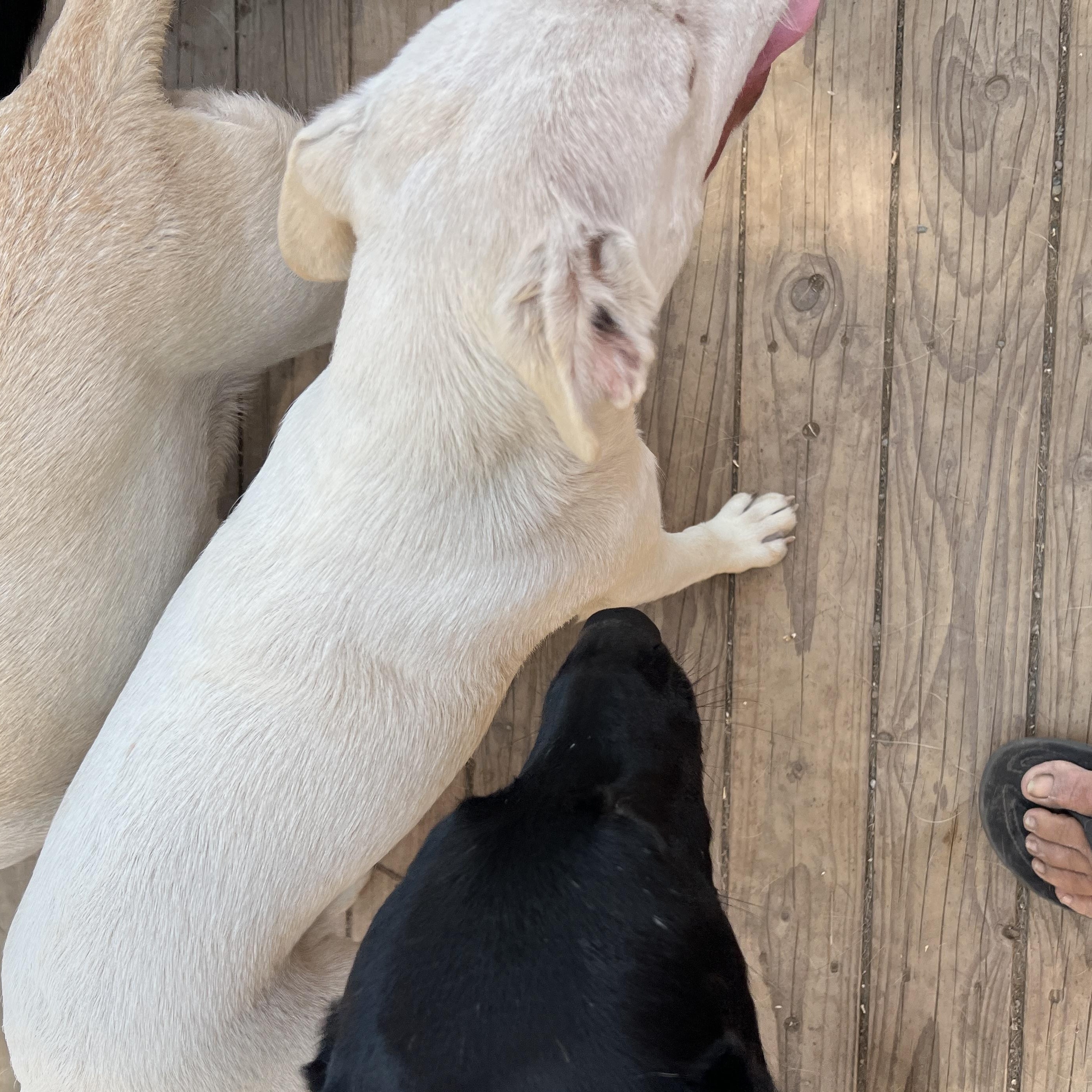 Haley, a Adoptable mixed breed in Carlsbad, CA image 3/5