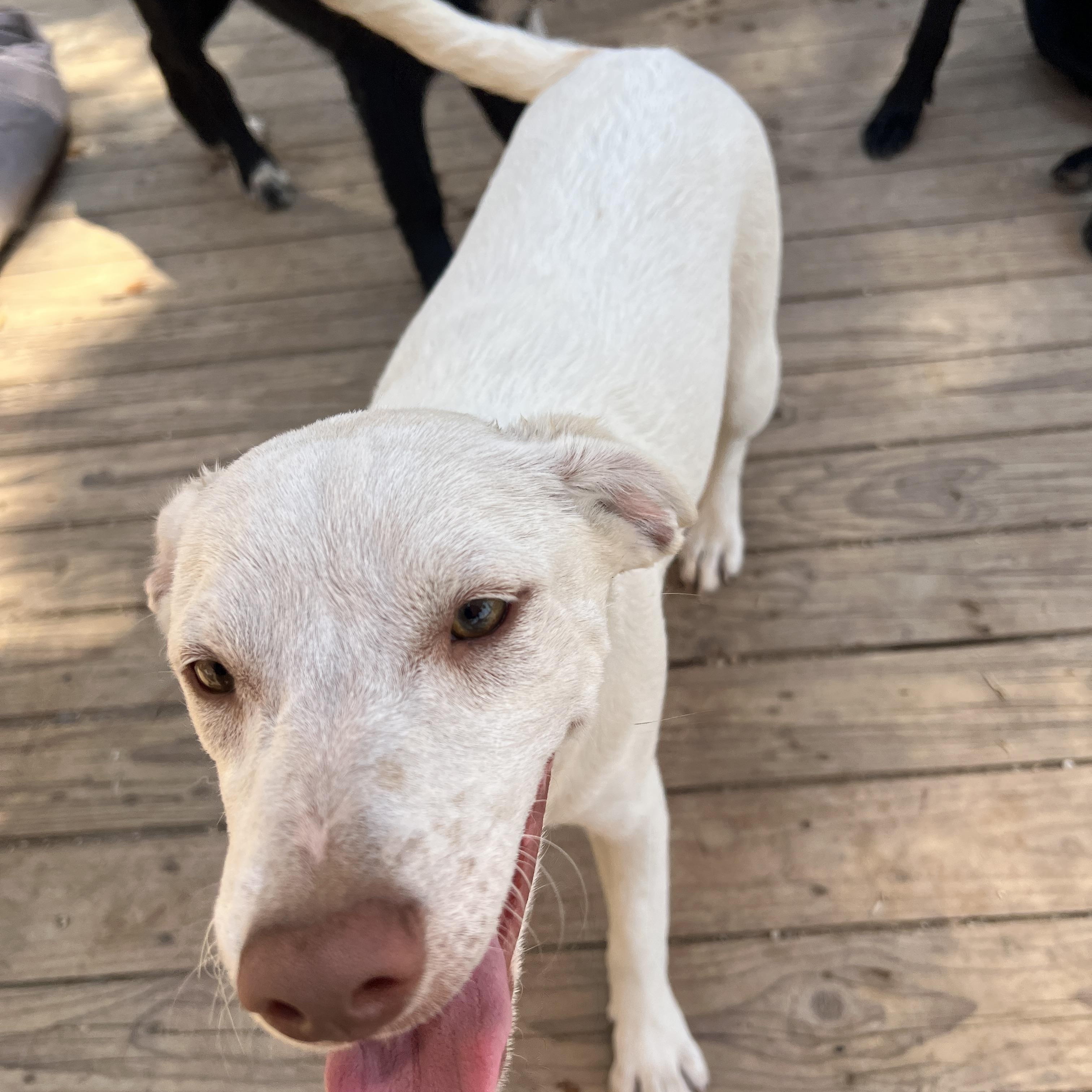 Haley, a Adoptable mixed breed in Carlsbad, CA image 2/5