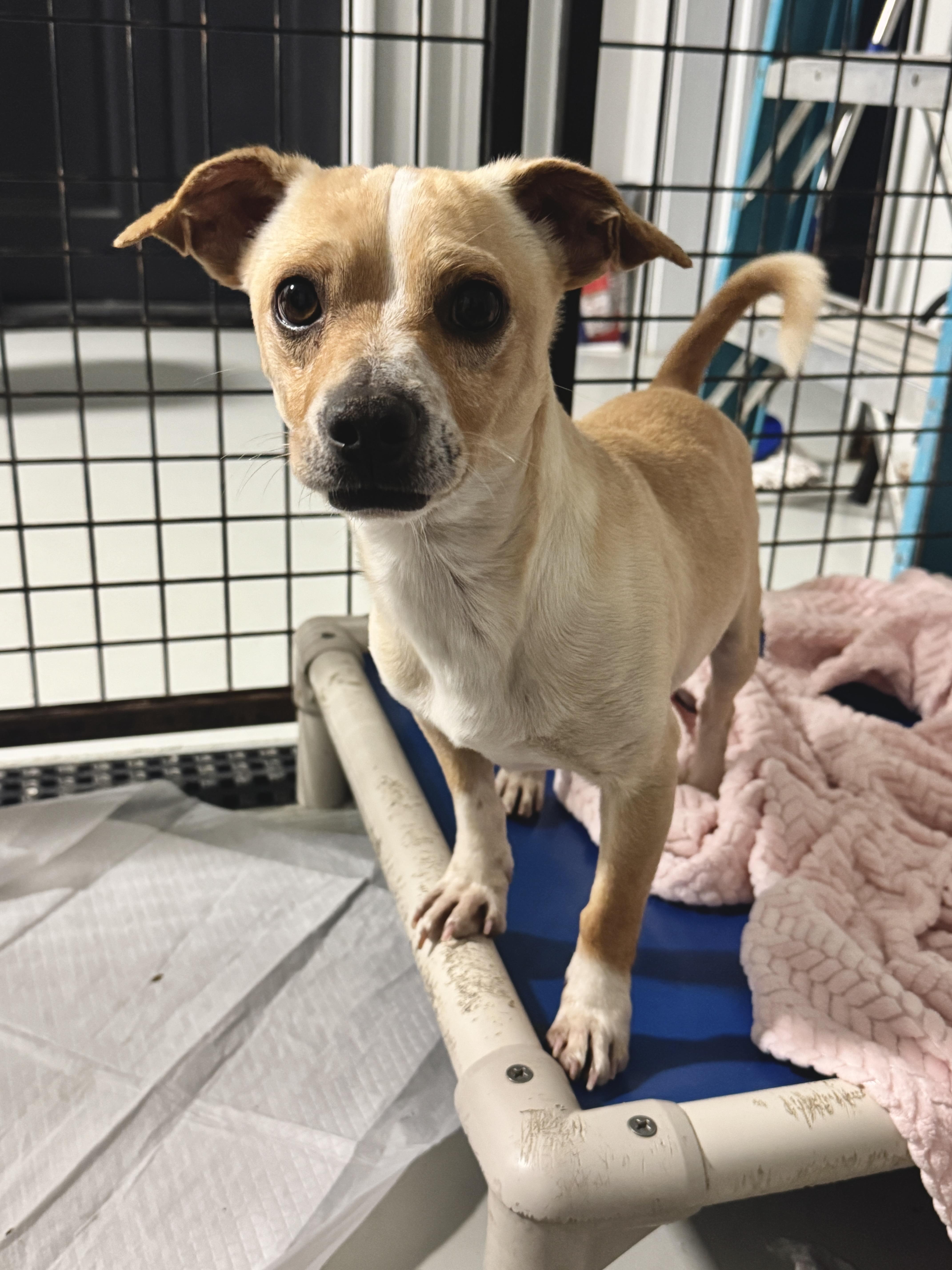 Enlarge Bluey, an adopted Chihuahua in Hartford, KY image 4/4