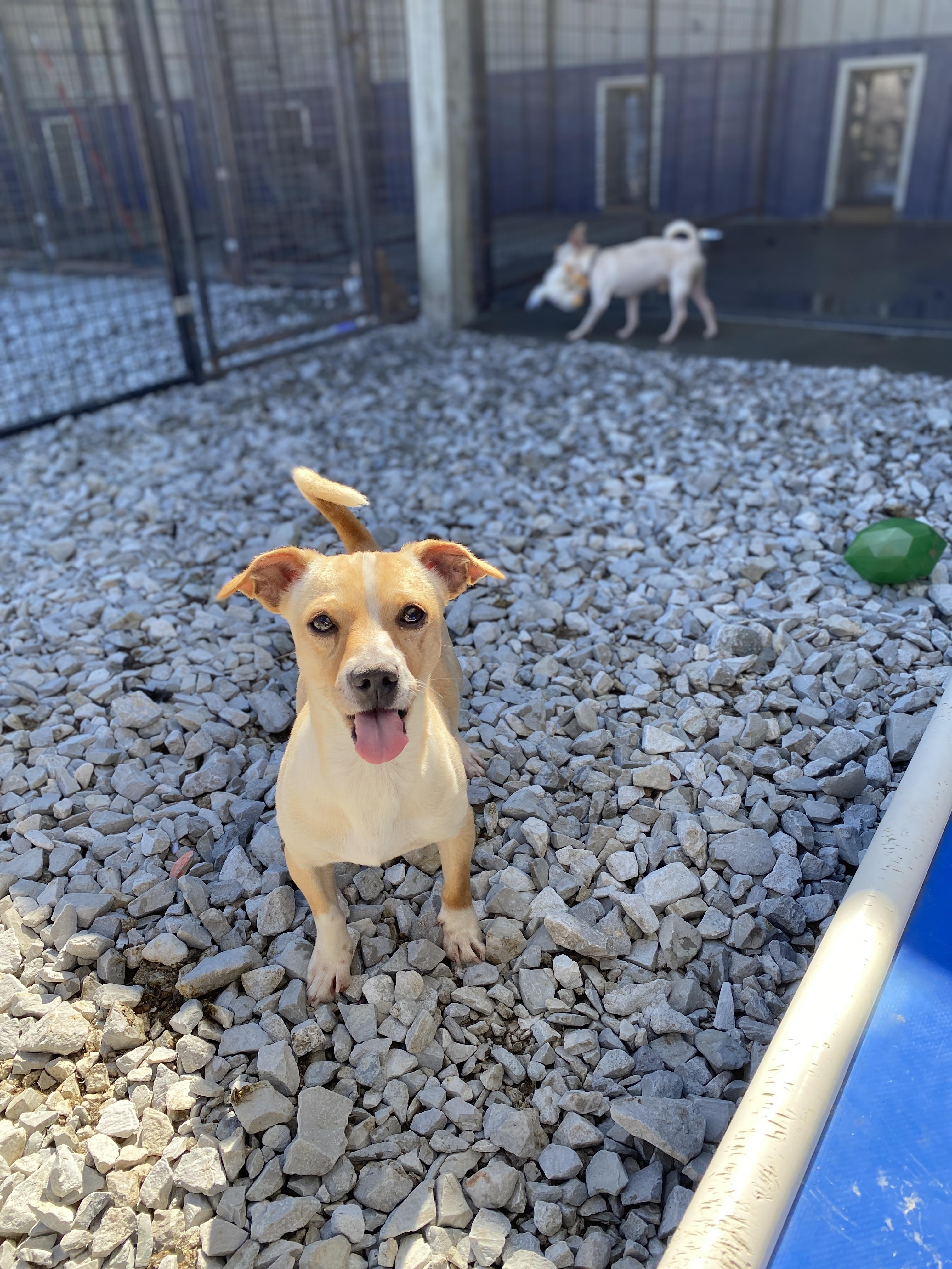 Enlarge Bluey, an adopted Chihuahua in Hartford, KY image 2/4
