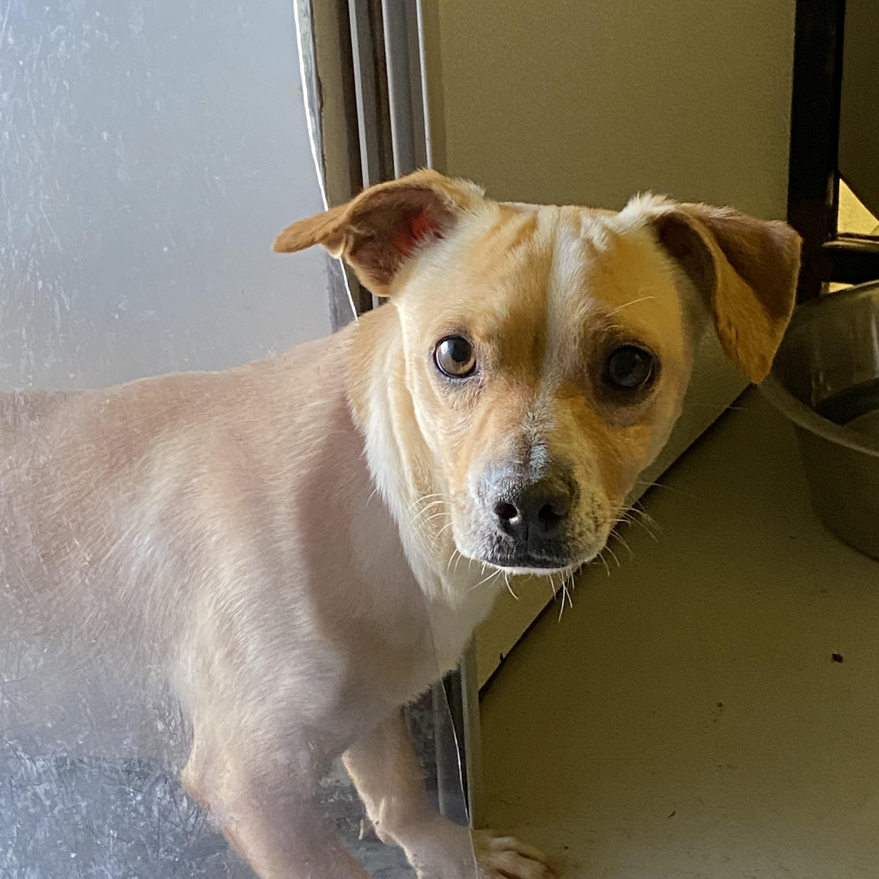 Bluey, adopted, Adult Male Chihuahua.