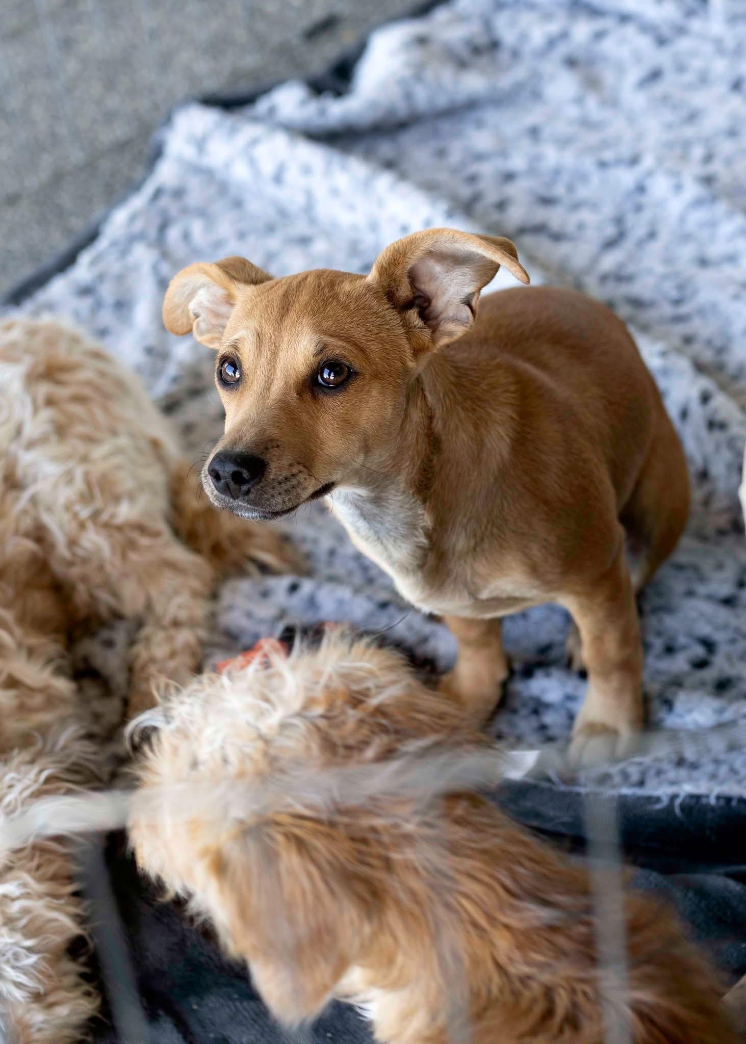 Enlarge Garnet, a Adoptable Border Terrier in West Richland, WA image 1/3