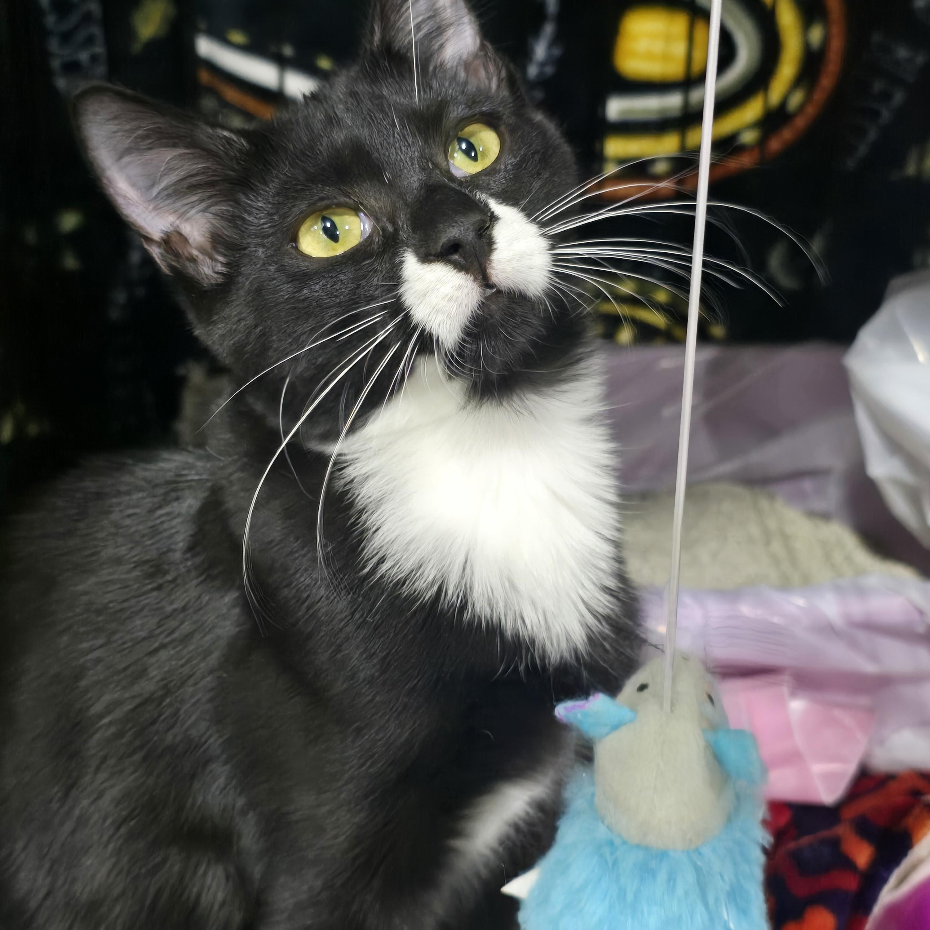 Arrow, Adoptable, Young Male Domestic Short Hair.