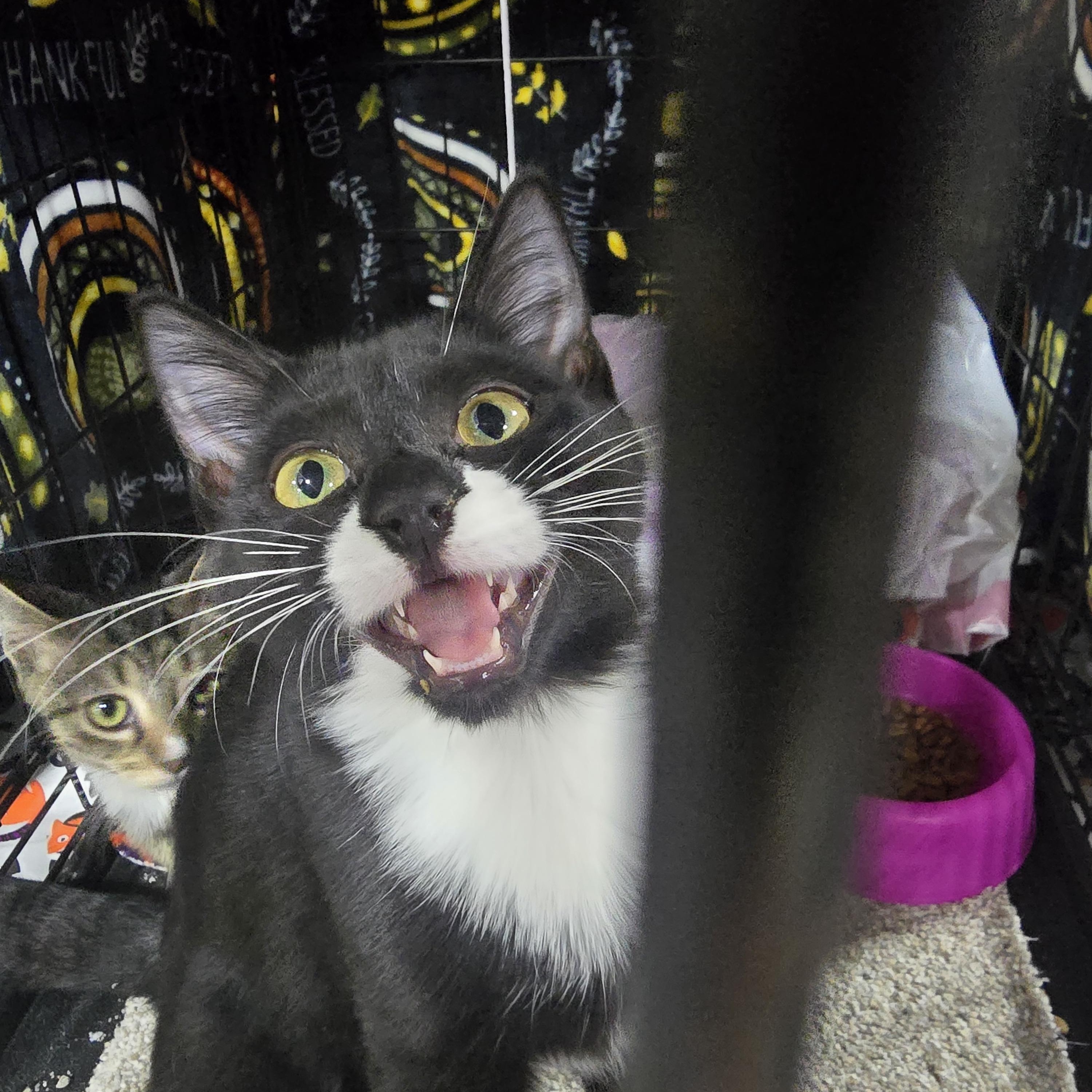 Enlarge Arrow, a Adoptable mixed breed in East Lansing, MI image 3/4