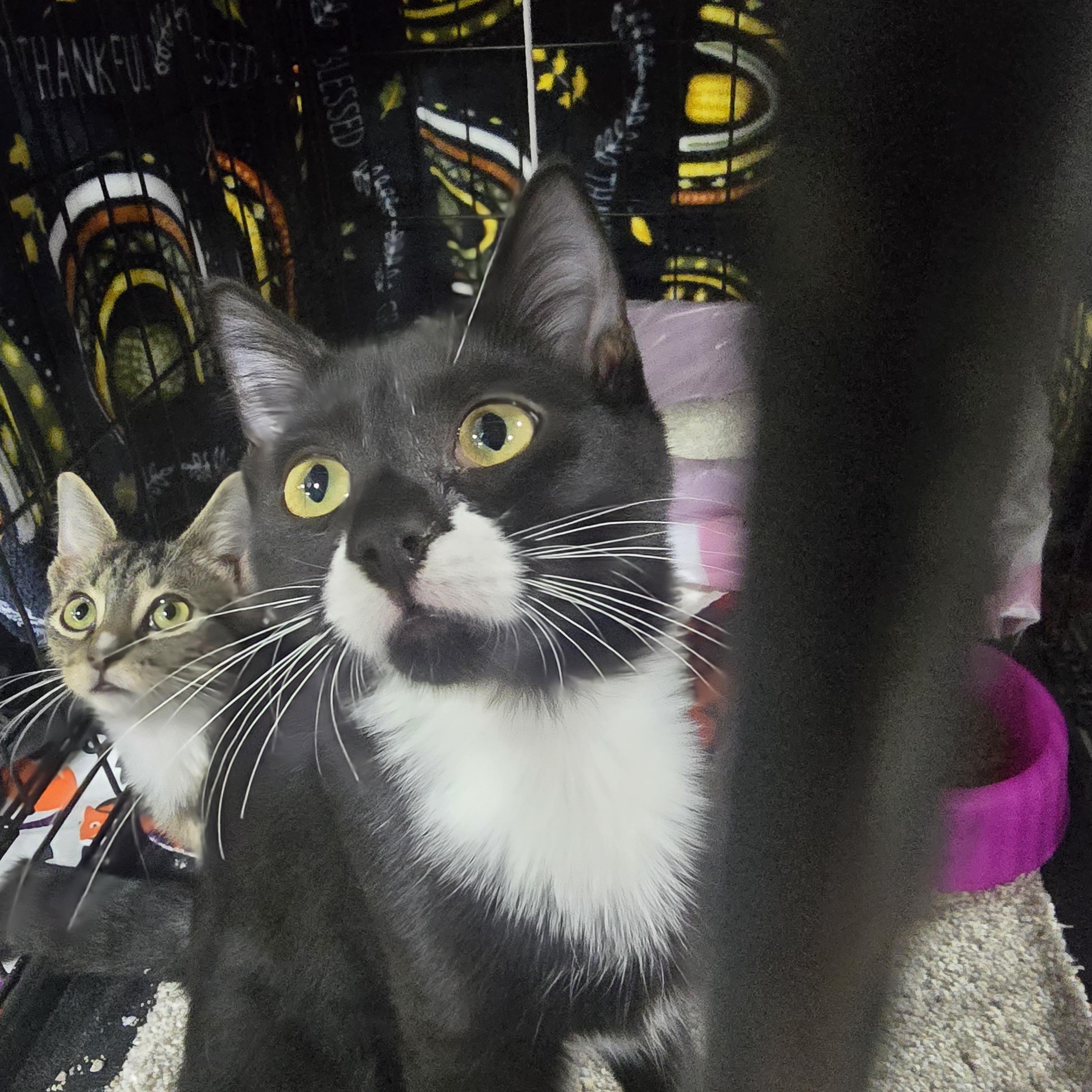 Enlarge Arrow, a Adoptable mixed breed in East Lansing, MI image 4/4