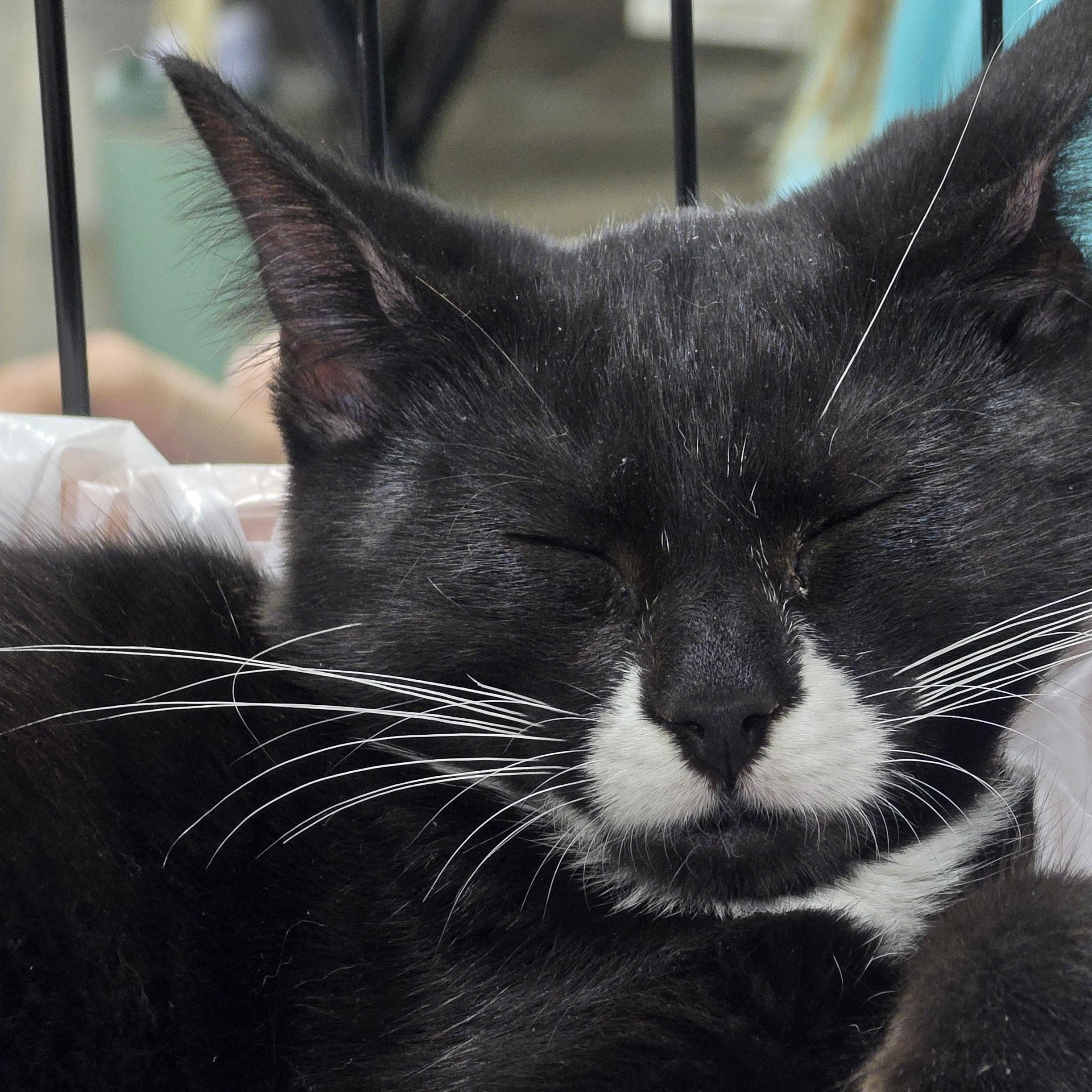 Enlarge Arrow, a Adoptable mixed breed in East Lansing, MI image 2/4