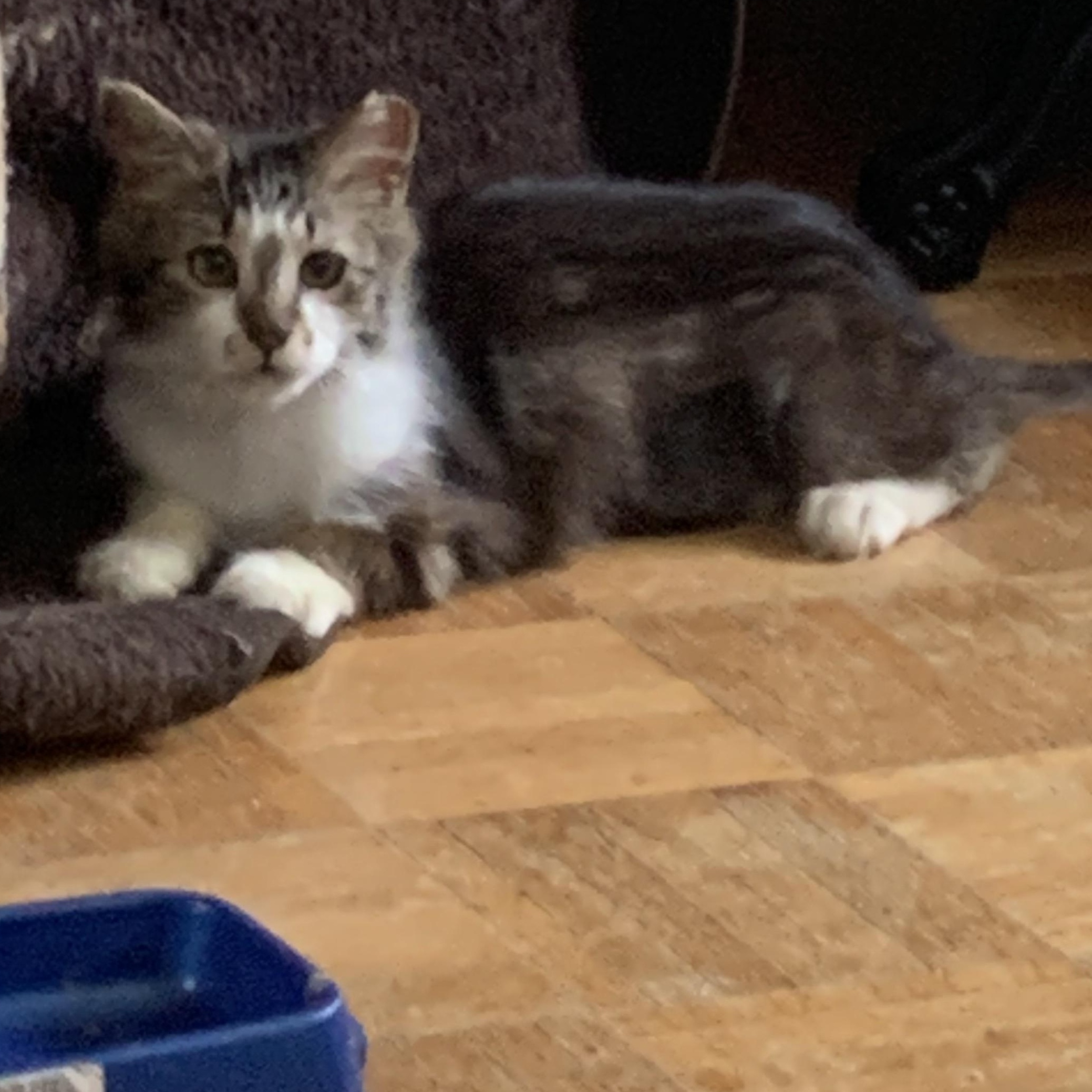 Raggedy Anne, adopted, Kitten Female Domestic Medium Hair.