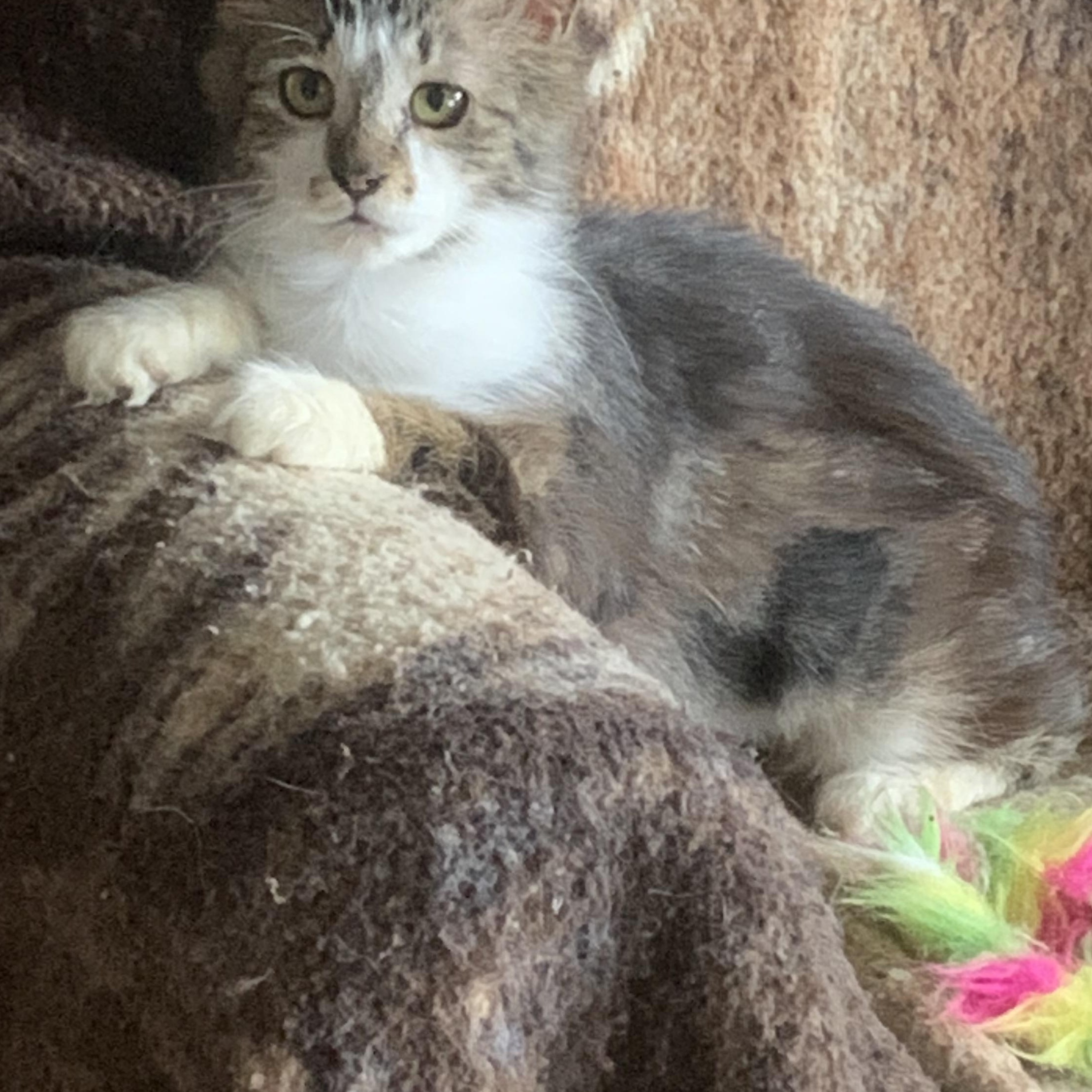 Enlarge Raggedy Anne, an adopted Domestic Medium Hair in Everett, ON image 2/3