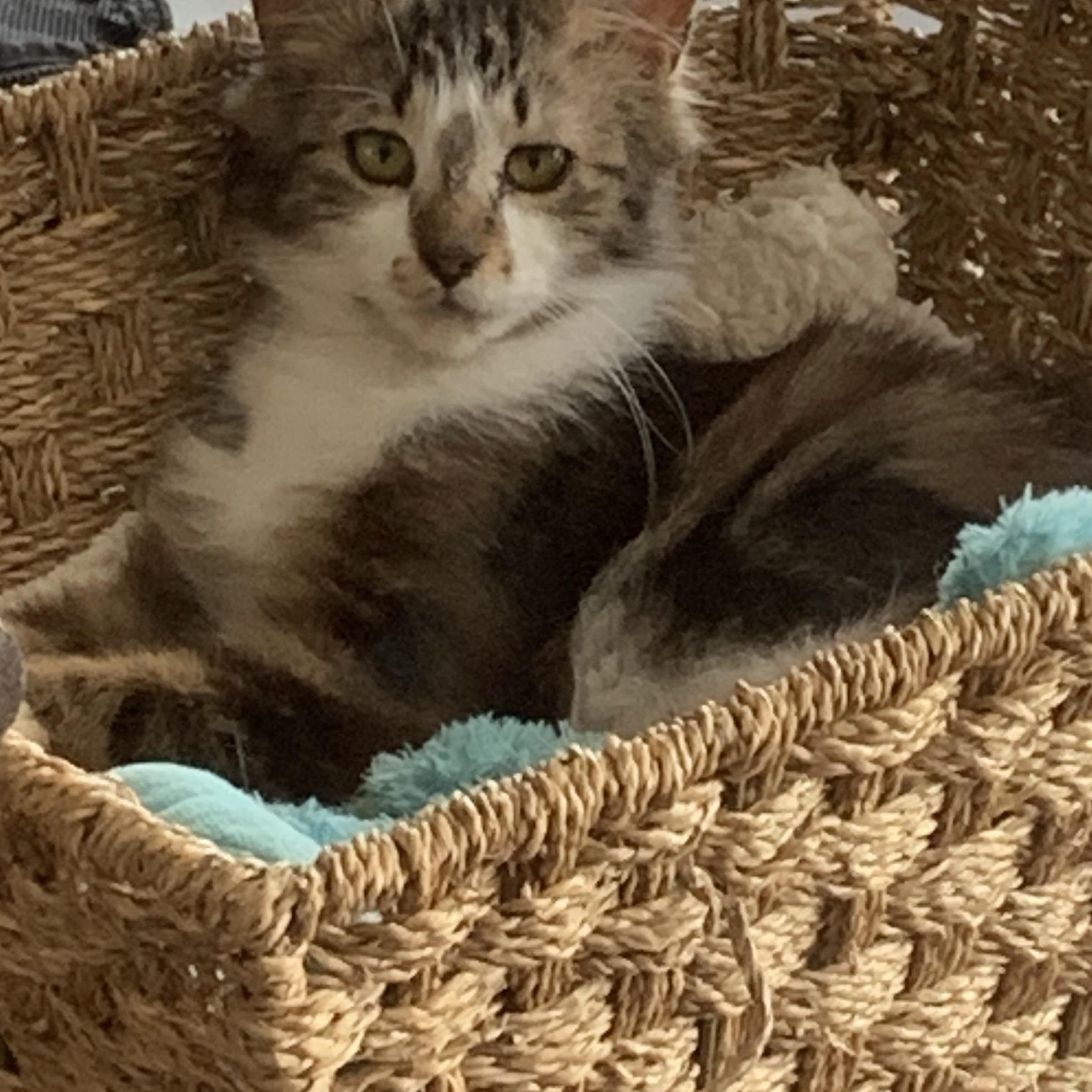 Enlarge Raggedy Anne, an adopted Domestic Medium Hair in Everett, ON image 3/3