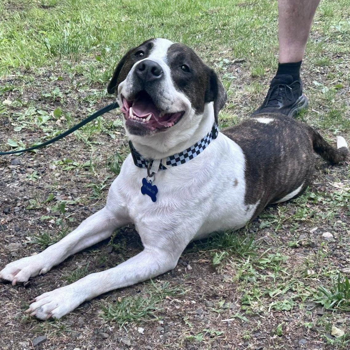 Parker, a Adoptable mixed breed in Northport, NY image 3/6