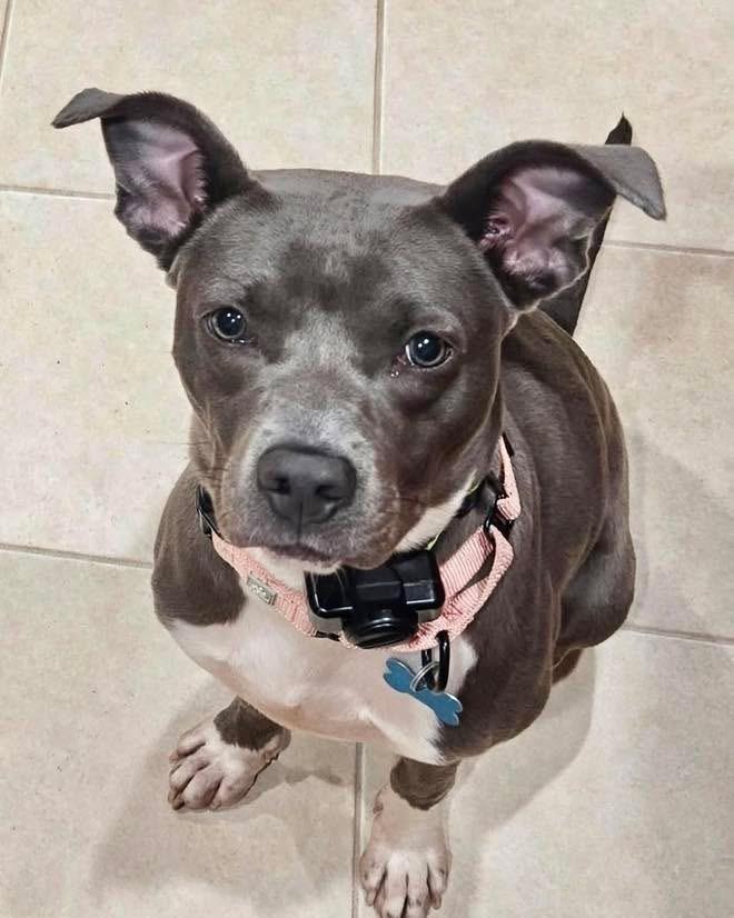 Enlarge Diamond, a Adoptable mixed breed in Wappingers Falls, NY image 1/3