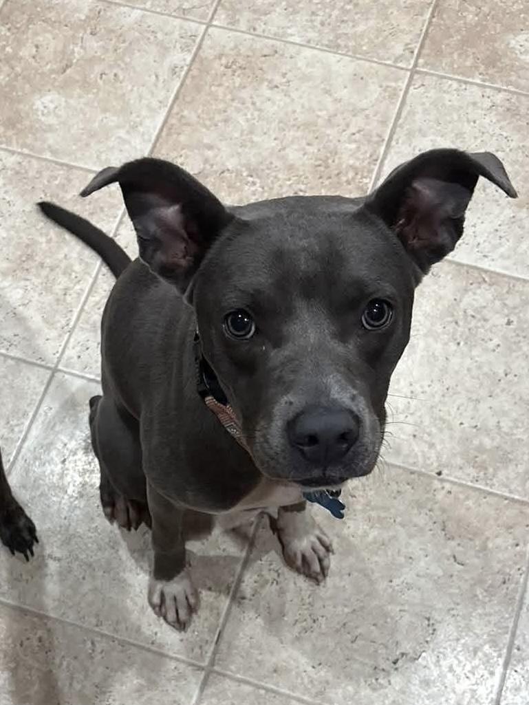 Enlarge Diamond, a Adoptable mixed breed in Wappingers Falls, NY image 3/3
